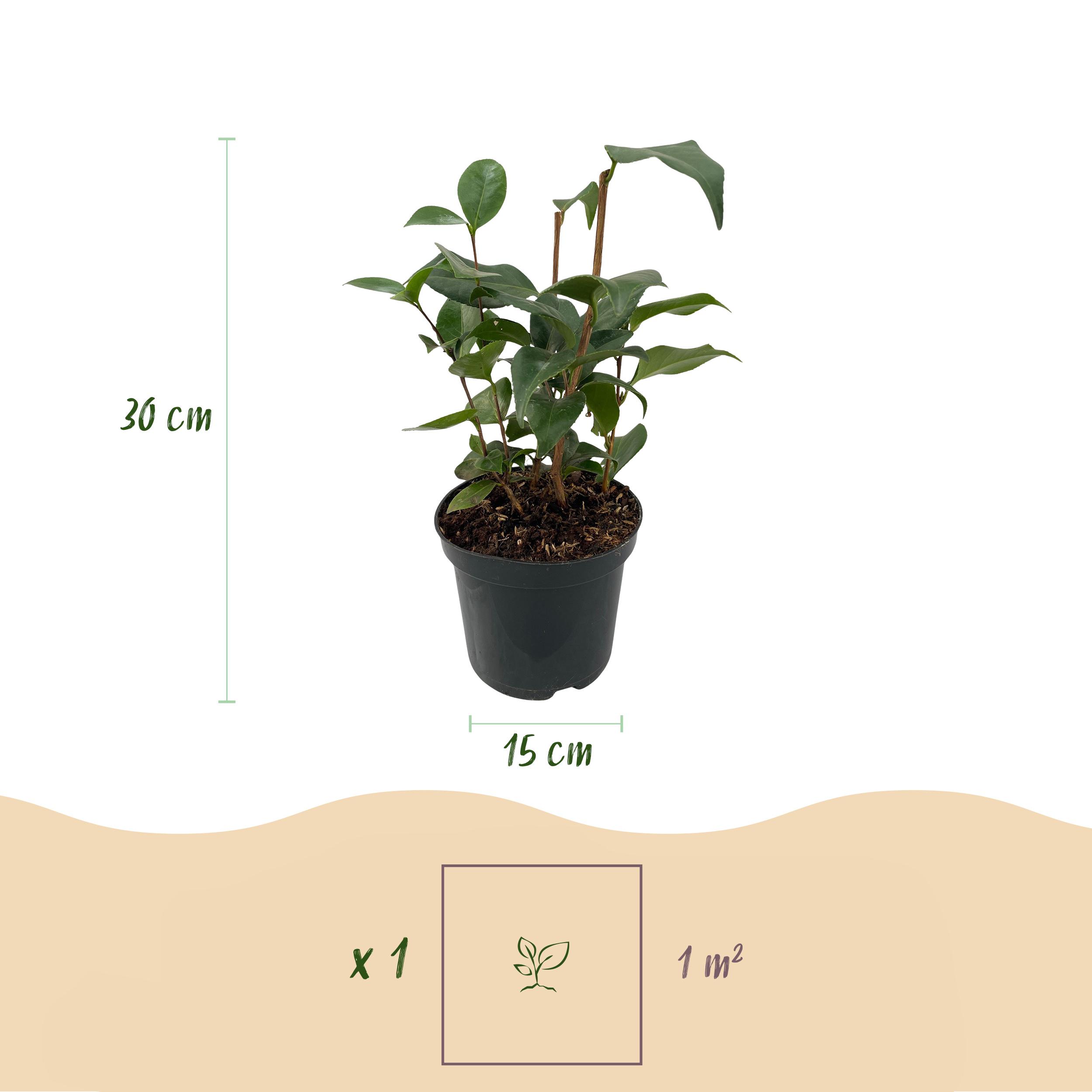 Green boutiQ en pot. Plante verte type Green boutiQ, livrée en pot, idéale pour intérieur lumineux. – Image 3