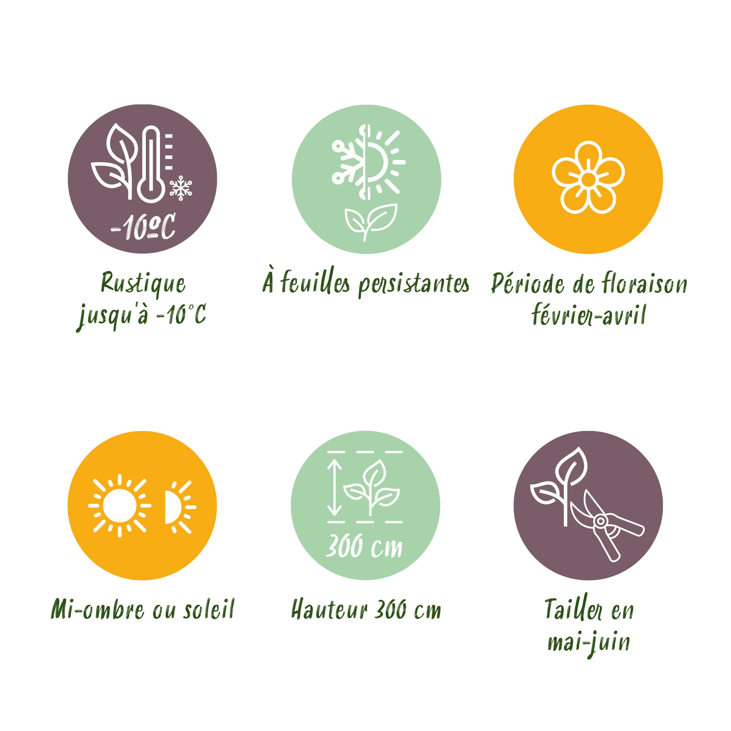 Green boutiQ en pot. Plante verte type Green boutiQ, livrée en pot, idéale pour intérieur lumineux. – Image 8