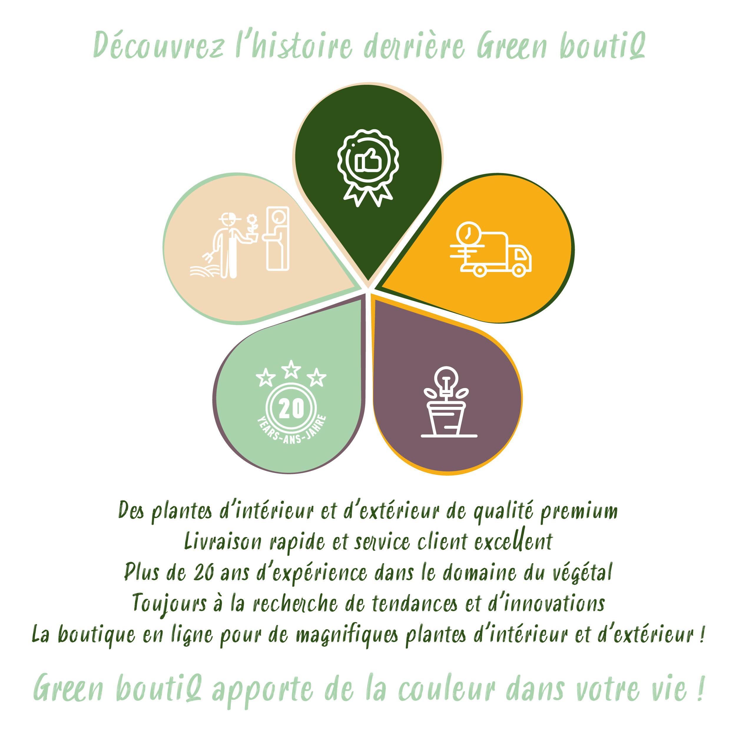 Green boutiQ en pot. Plante verte type Green boutiQ, livrée en pot, idéale pour intérieur lumineux. – Image 9