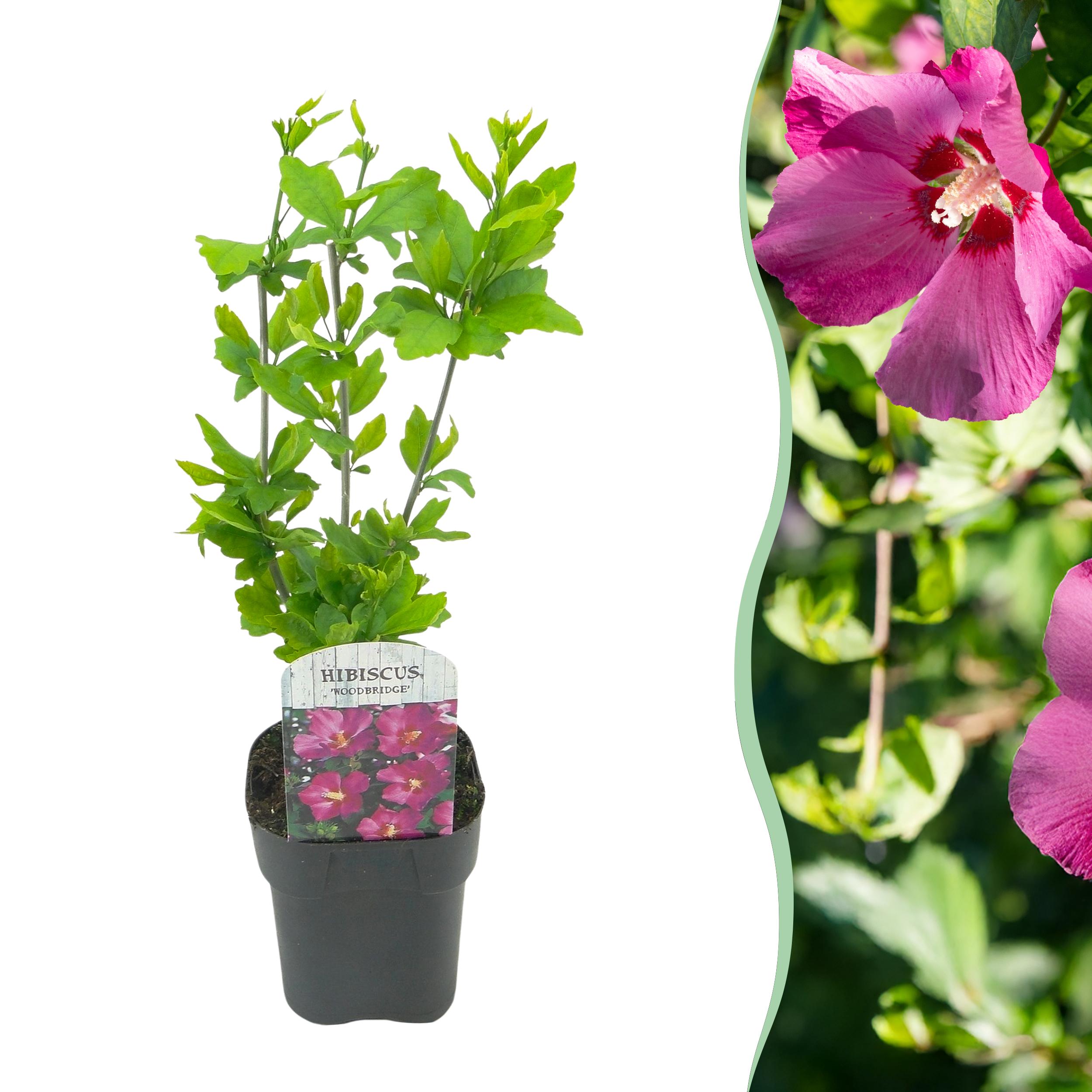 Green boutiQ en pot. Plante verte type Green boutiQ, livrée en pot, idéale pour intérieur lumineux.