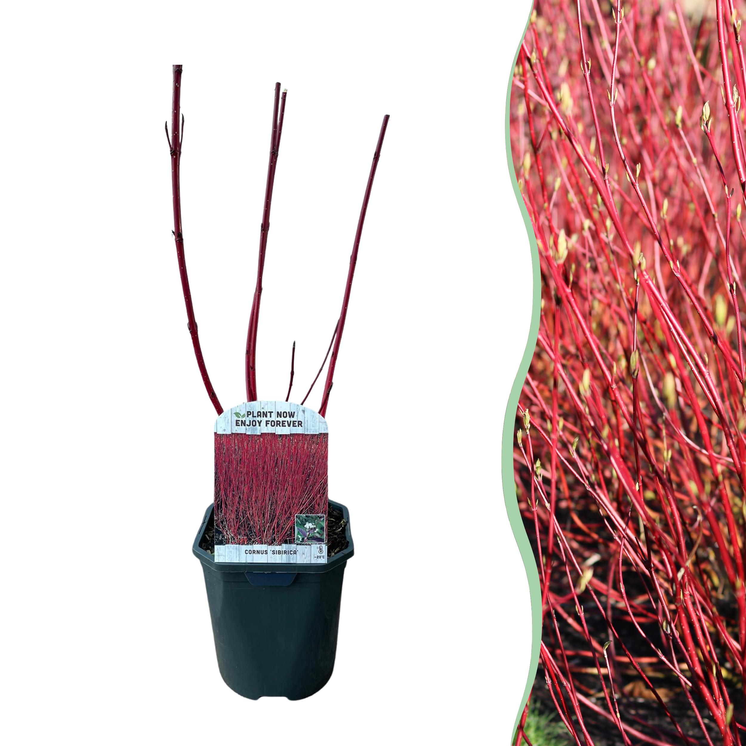 Green boutiQ en pot. Plante verte type Green boutiQ, livrée en pot, idéale pour intérieur lumineux.