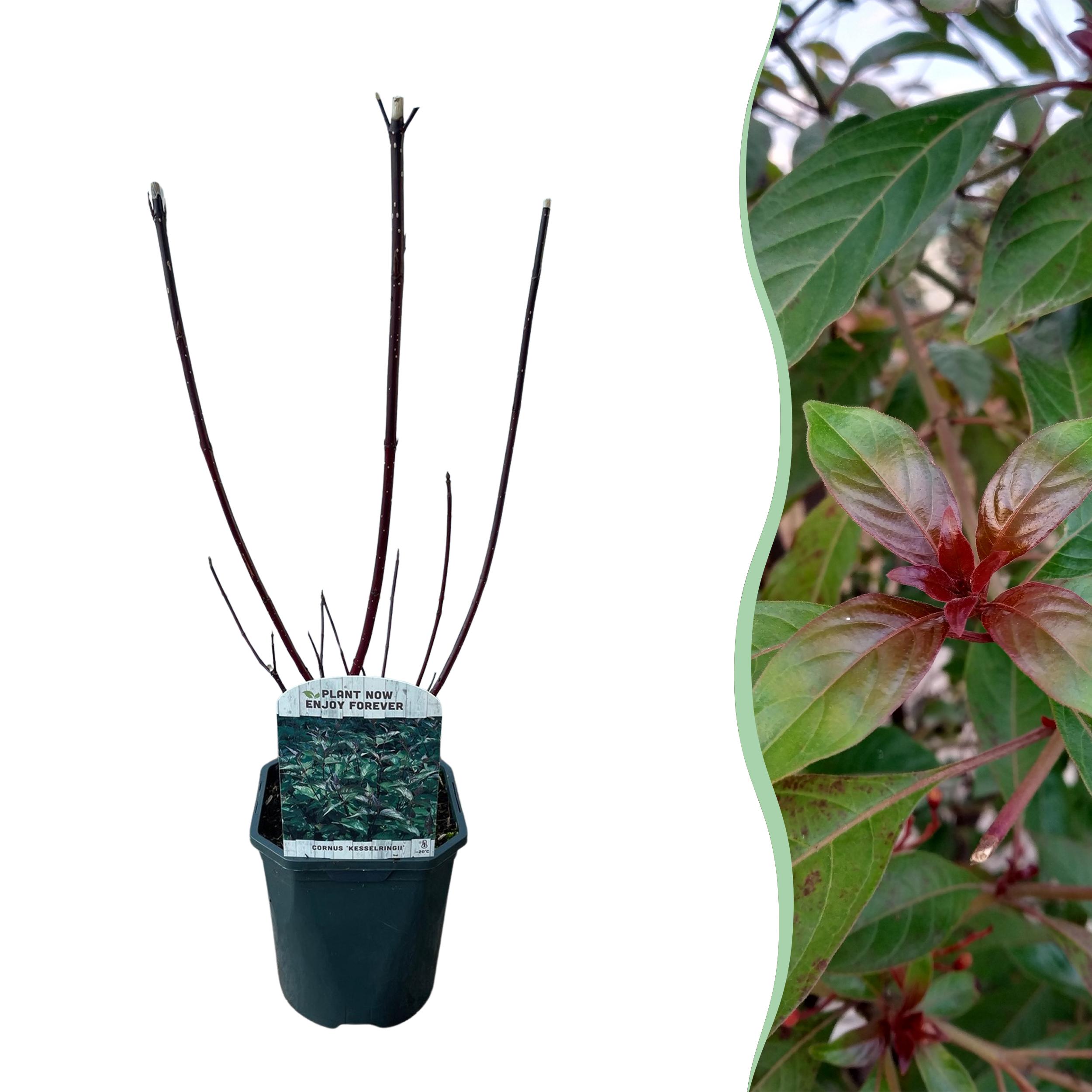 Green boutiQ en pot. Plante verte type Green boutiQ, livrée en pot, idéale pour intérieur lumineux.