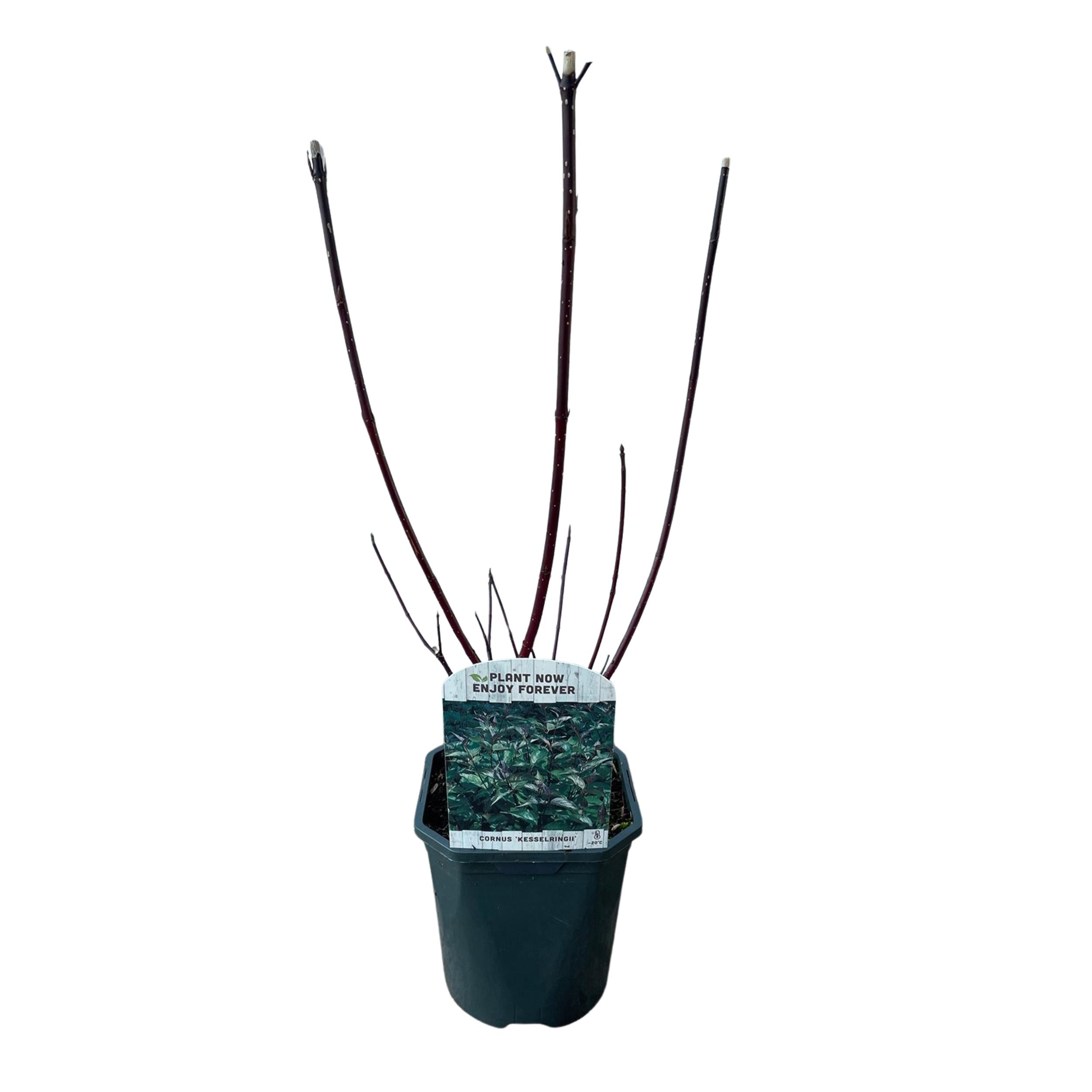Green boutiQ en pot. Plante verte type Green boutiQ, livrée en pot, idéale pour intérieur lumineux. – Image 2