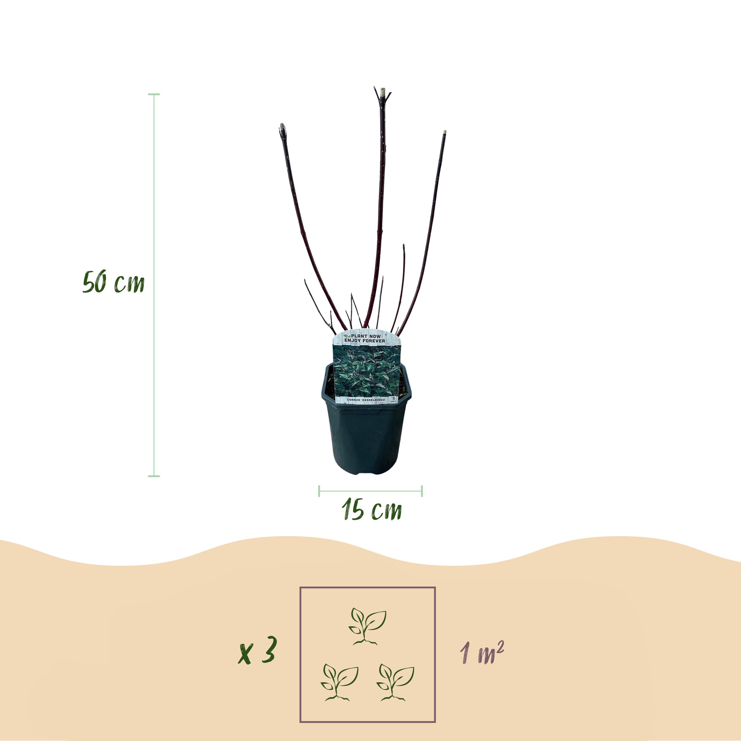Green boutiQ en pot. Plante verte type Green boutiQ, livrée en pot, idéale pour intérieur lumineux. – Image 3