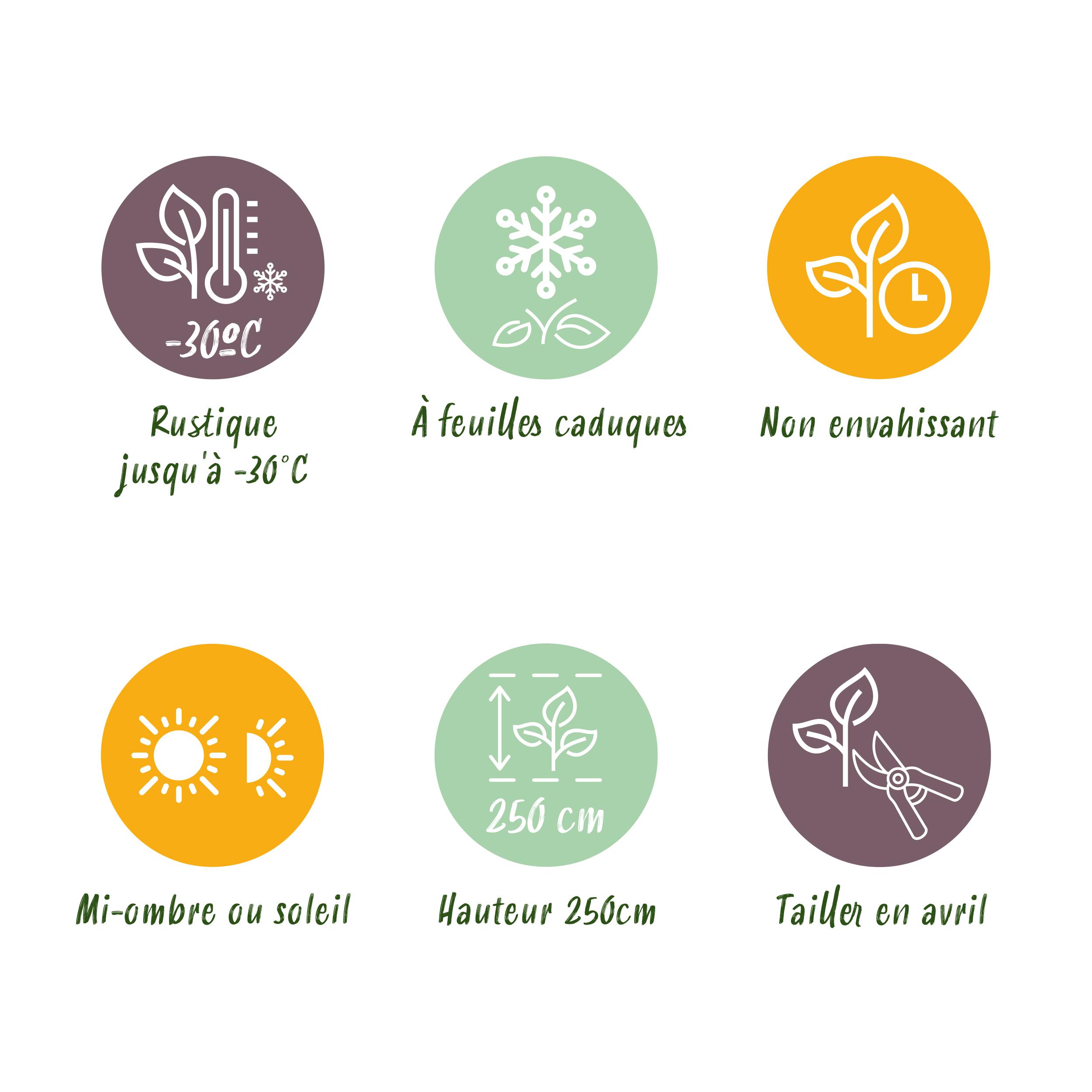 Green boutiQ en pot. Plante verte type Green boutiQ, livrée en pot, idéale pour intérieur lumineux. – Image 8