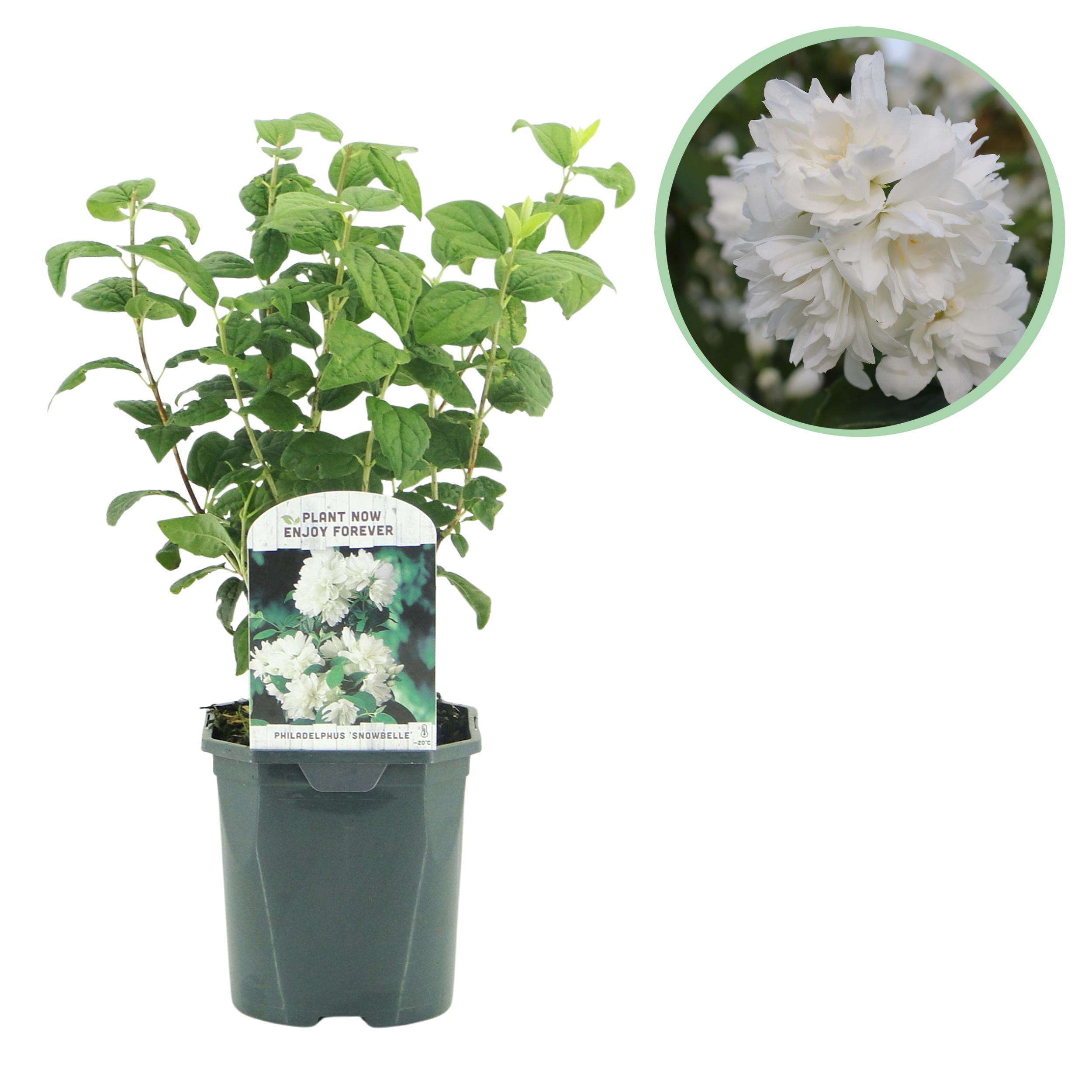 Green boutiQ en pot. Plante verte type Green boutiQ, livrée en pot, idéale pour intérieur lumineux.