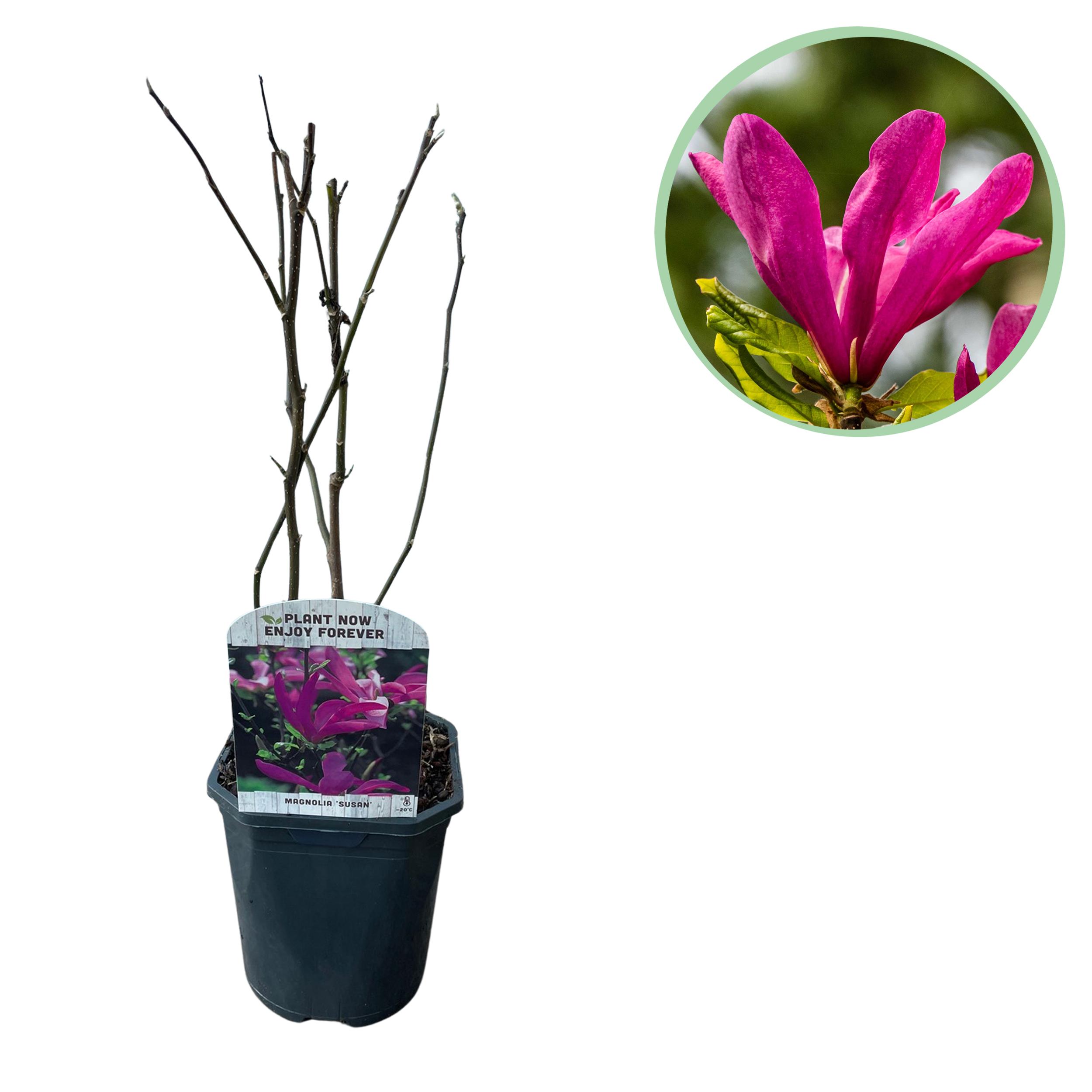 Green boutiQ en pot. Plante verte type Green boutiQ, livrée en pot, idéale pour intérieur lumineux.