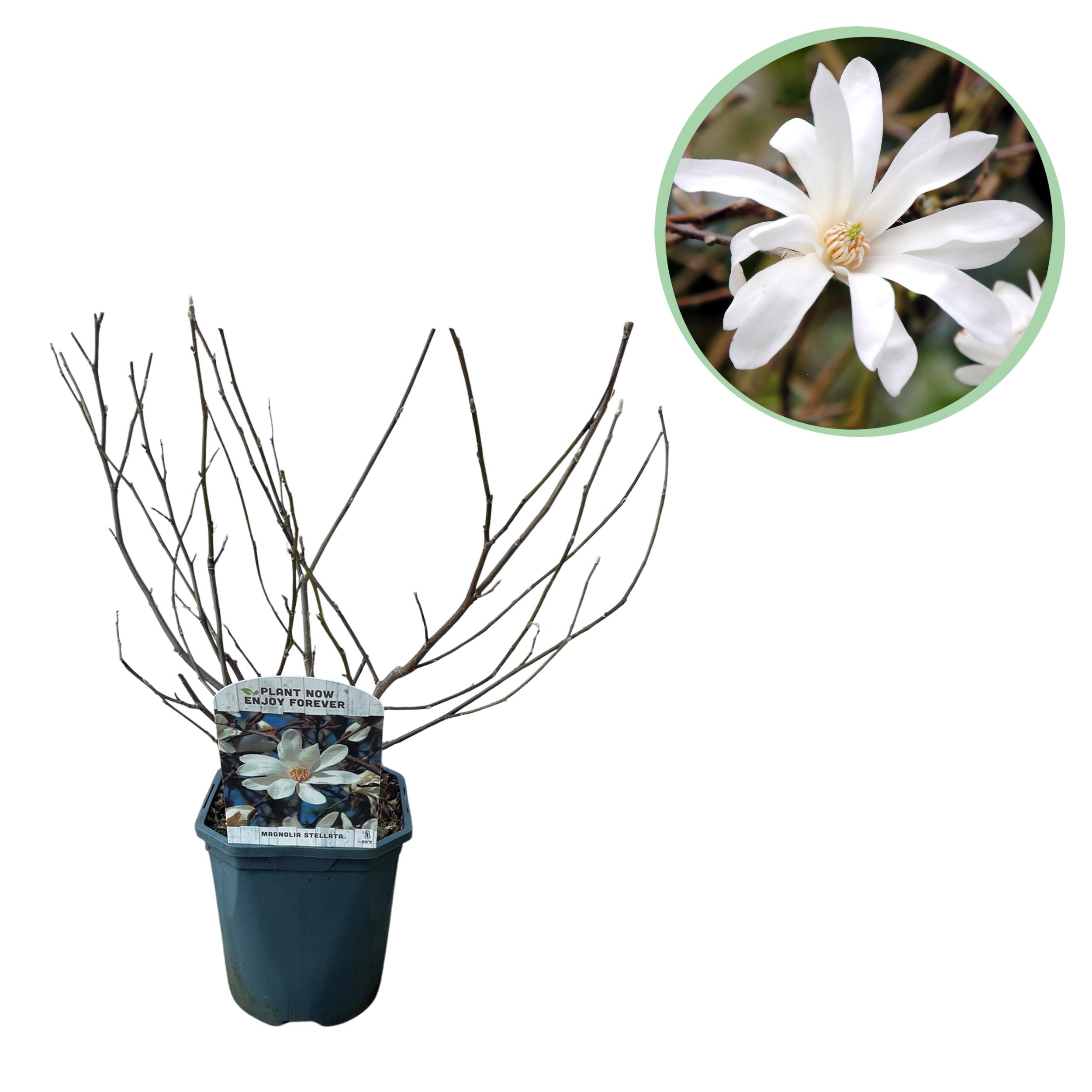 Green boutiQ en pot. Plante verte type Green boutiQ, livrée en pot, idéale pour intérieur lumineux.