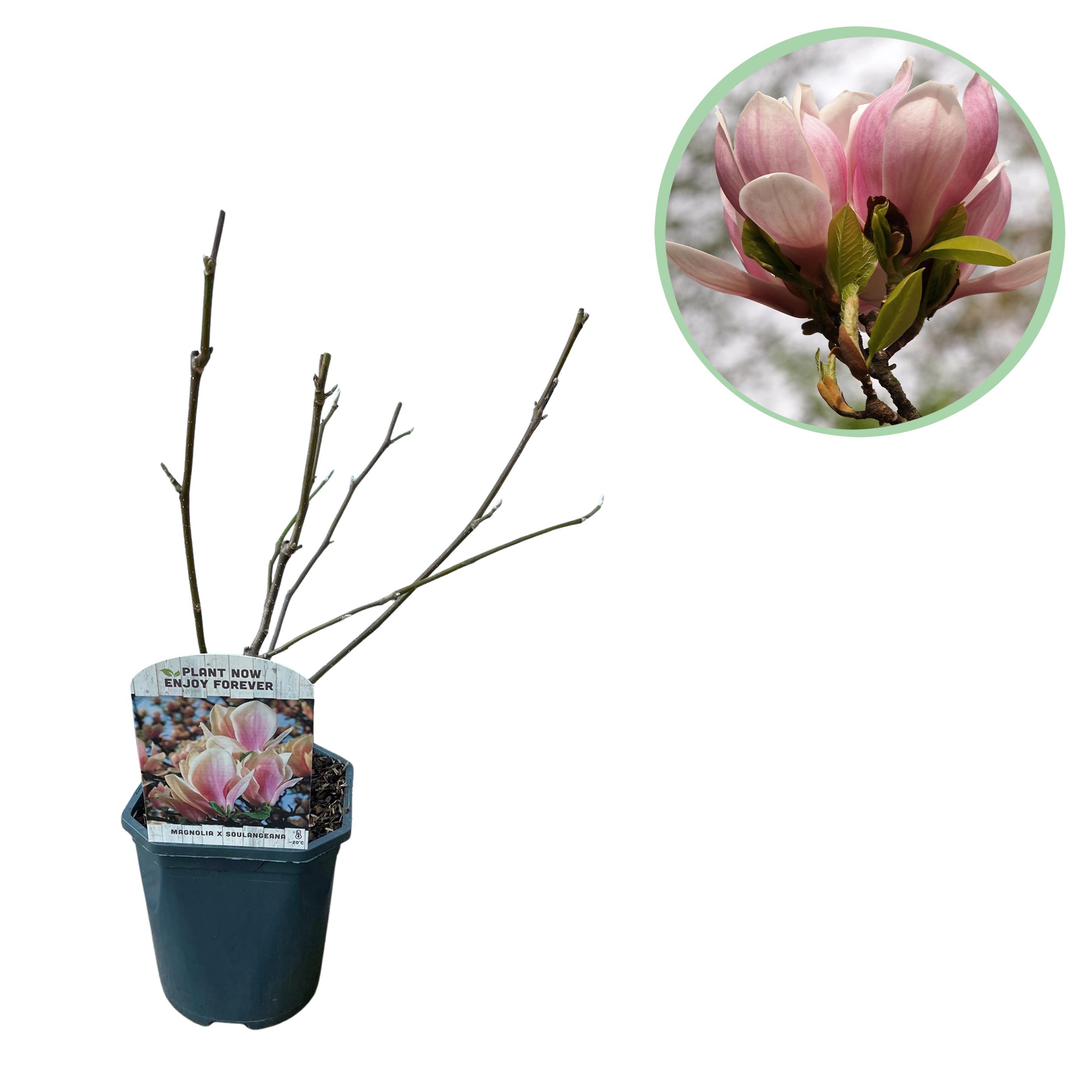 Green boutiQ en pot. Plante verte type Green boutiQ, livrée en pot, idéale pour intérieur lumineux.