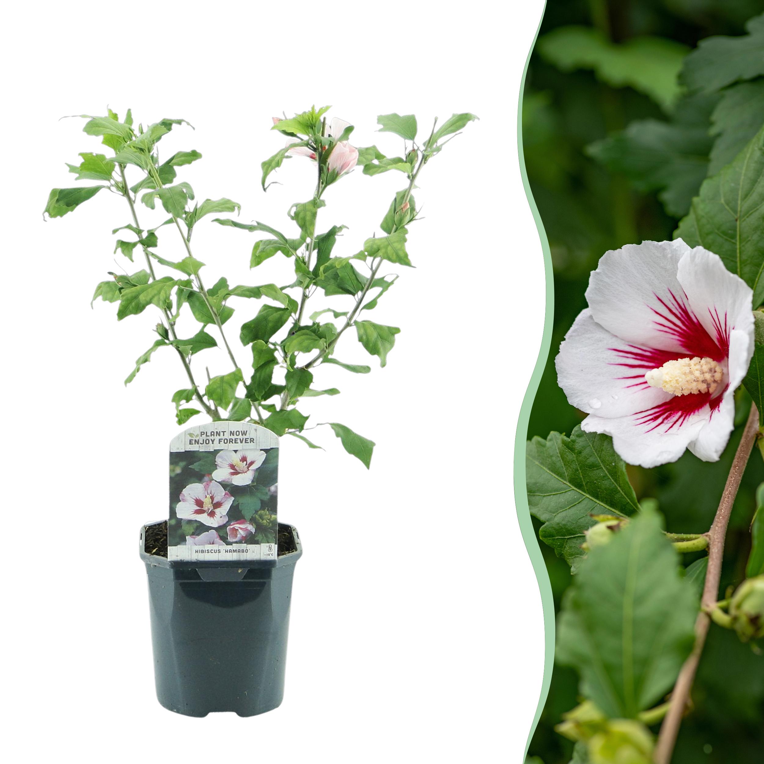 Green boutiQ en pot. Plante verte type Green boutiQ, livrée en pot, idéale pour intérieur lumineux.