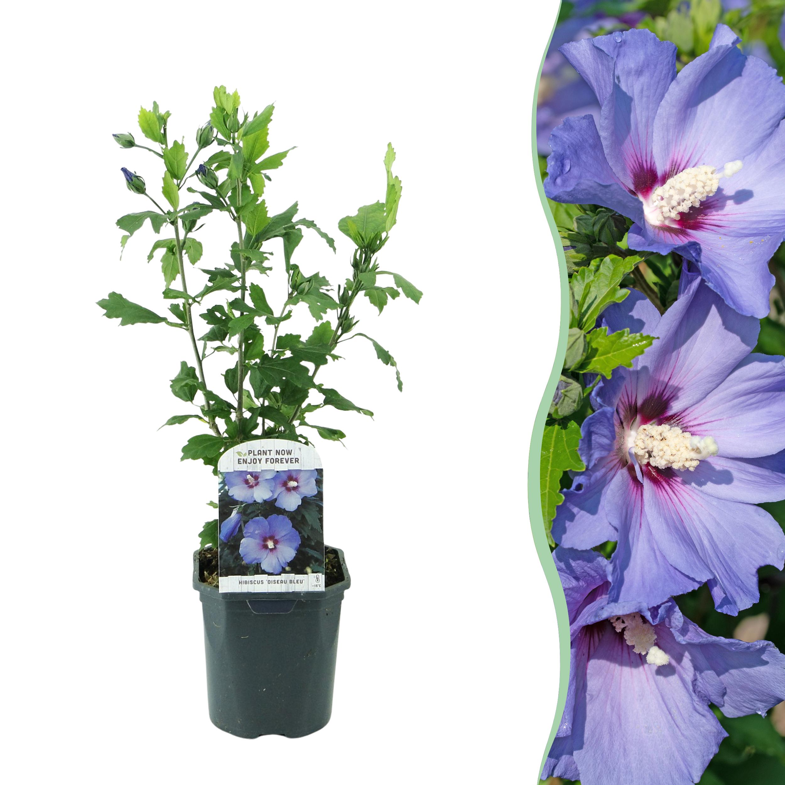 Green boutiQ en pot. Plante verte type Green boutiQ, livrée en pot, idéale pour intérieur lumineux.