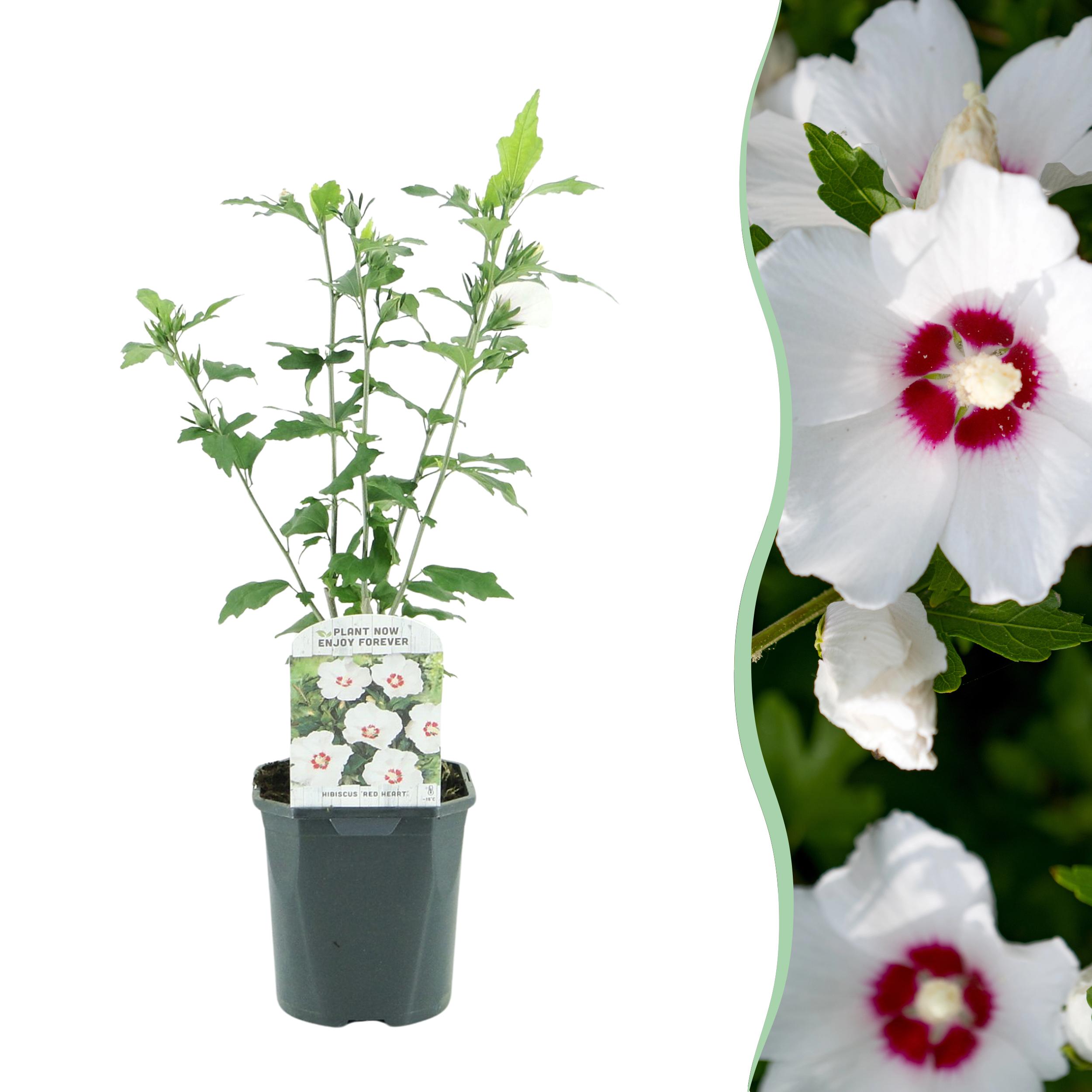 Green boutiQ en pot. Plante verte type Green boutiQ, livrée en pot, idéale pour intérieur lumineux.