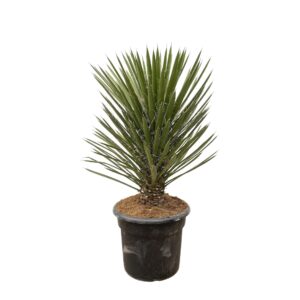 Yucca Filifera Australis en pot Ø45cm. Plante verte type Yucca Filifera Australis, livrée en pot, idéale pour intérieur lumineux.
