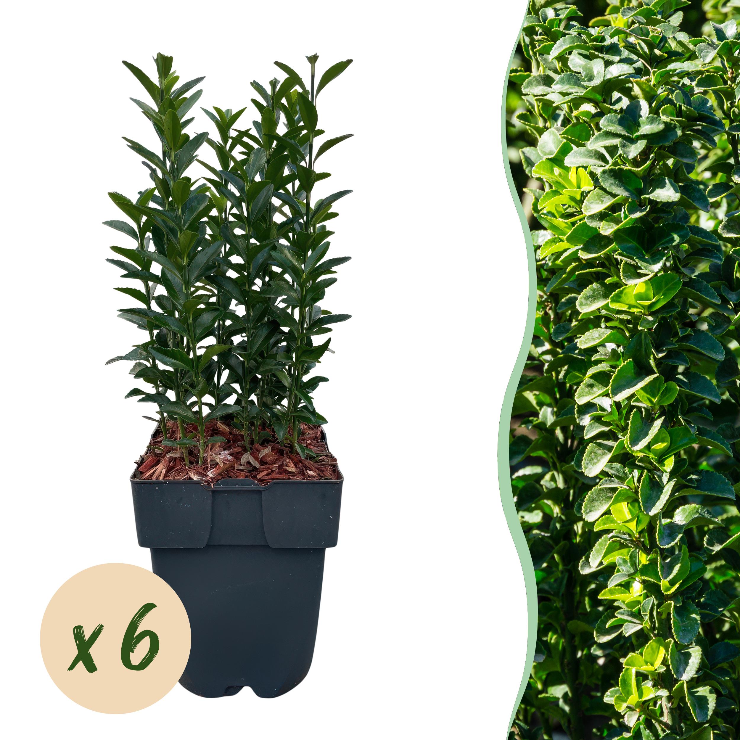 Green boutiQ en pot. Plante verte type Green boutiQ, livrée en pot, idéale pour intérieur lumineux.