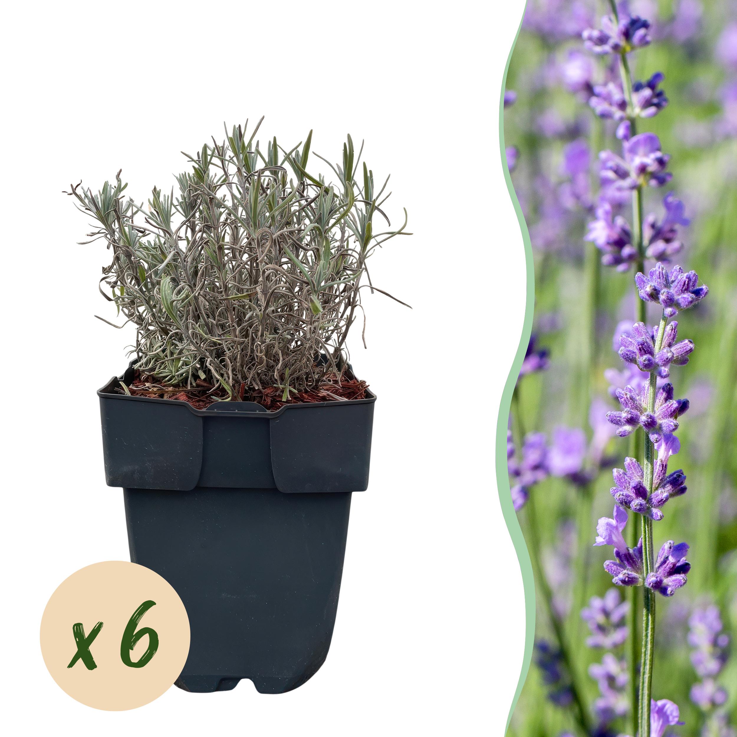 Green boutiQ en pot. Plante verte type Green boutiQ, livrée en pot, idéale pour intérieur lumineux.