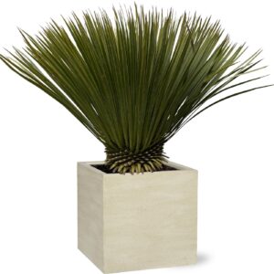 Yucca Rostrata en pot Ø30cm. Plante verte type Yucca Rostrata, livrée en pot, idéale pour intérieur lumineux.