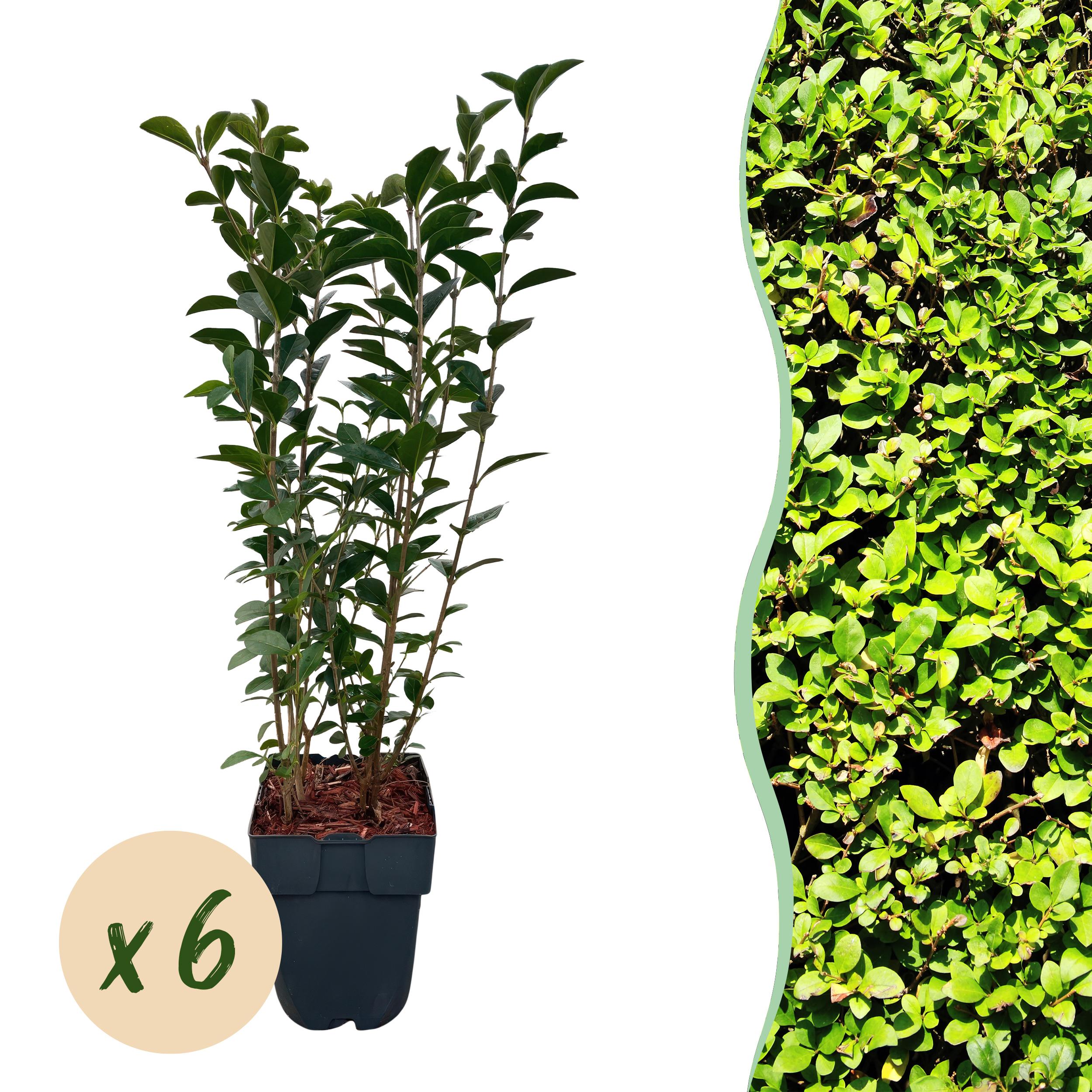 Green boutiQ en pot. Plante verte type Green boutiQ, livrée en pot, idéale pour intérieur lumineux.