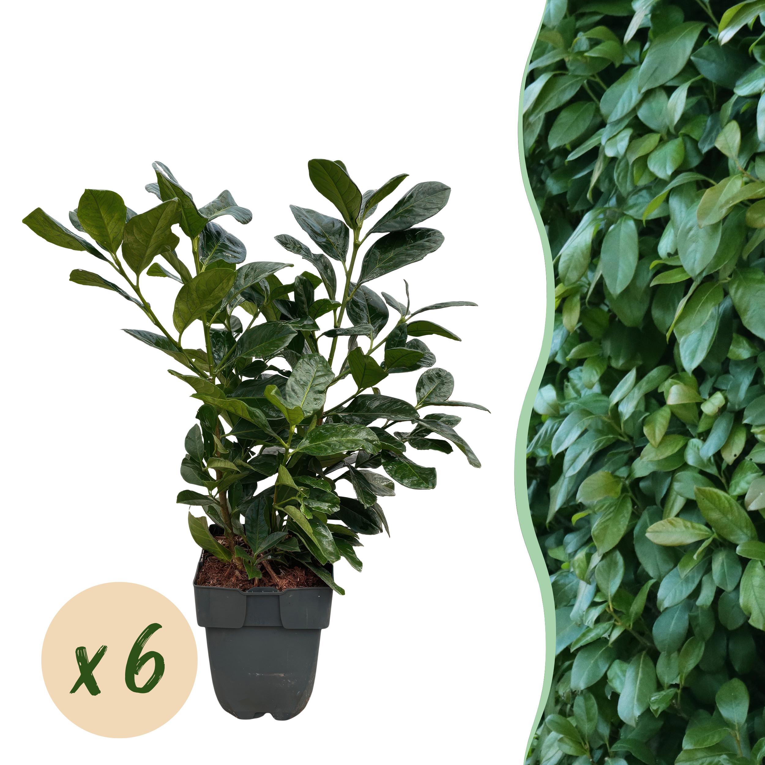 Green boutiQ en pot. Plante verte type Green boutiQ, livrée en pot, idéale pour intérieur lumineux.