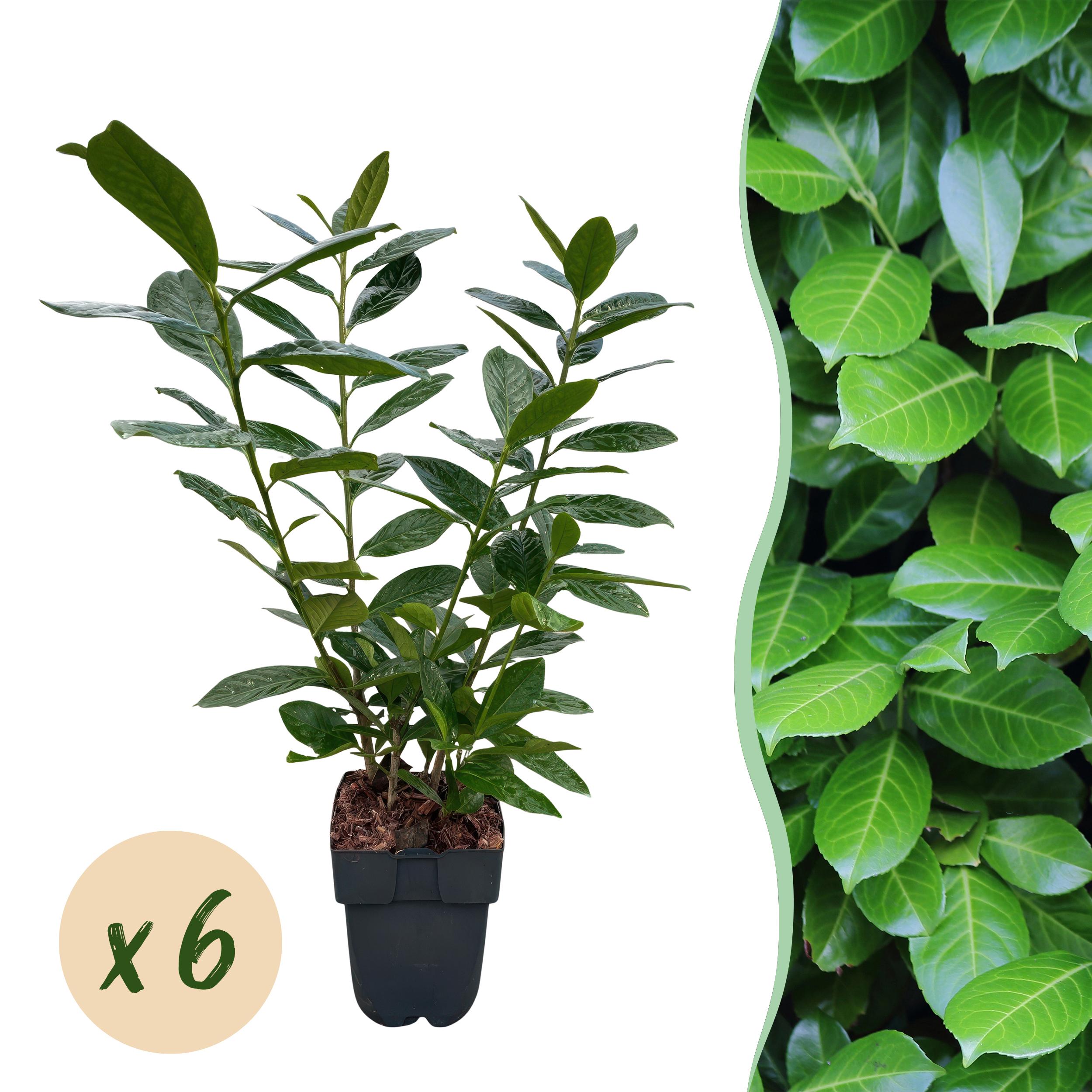 Green boutiQ en pot. Plante verte type Green boutiQ, livrée en pot, idéale pour intérieur lumineux.