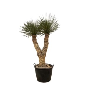 Yucca Rostrata Hidra en pot Ø60cm. Plante verte type Yucca Rostrata Hidra, livrée en pot, idéale pour intérieur lumineux.