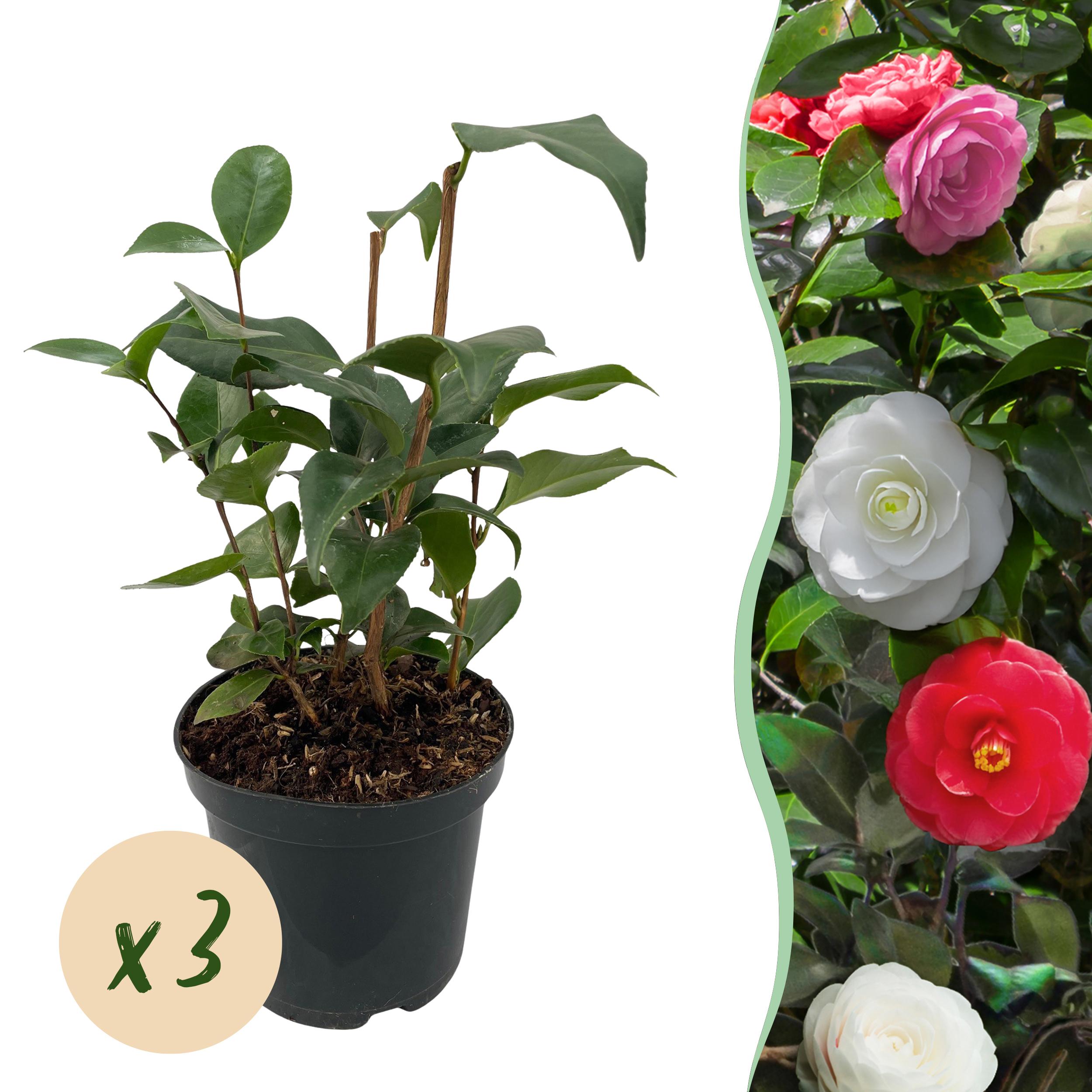 Green boutiQ en pot. Plante verte type Green boutiQ, livrée en pot, idéale pour intérieur lumineux.