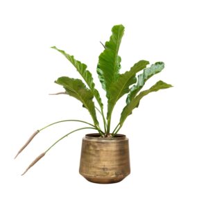 Anthurium Botanical King en pot Ø35cm. Plante verte type Anthurium Botanical King, livrée en pot, idéale pour intérieur lumineux.