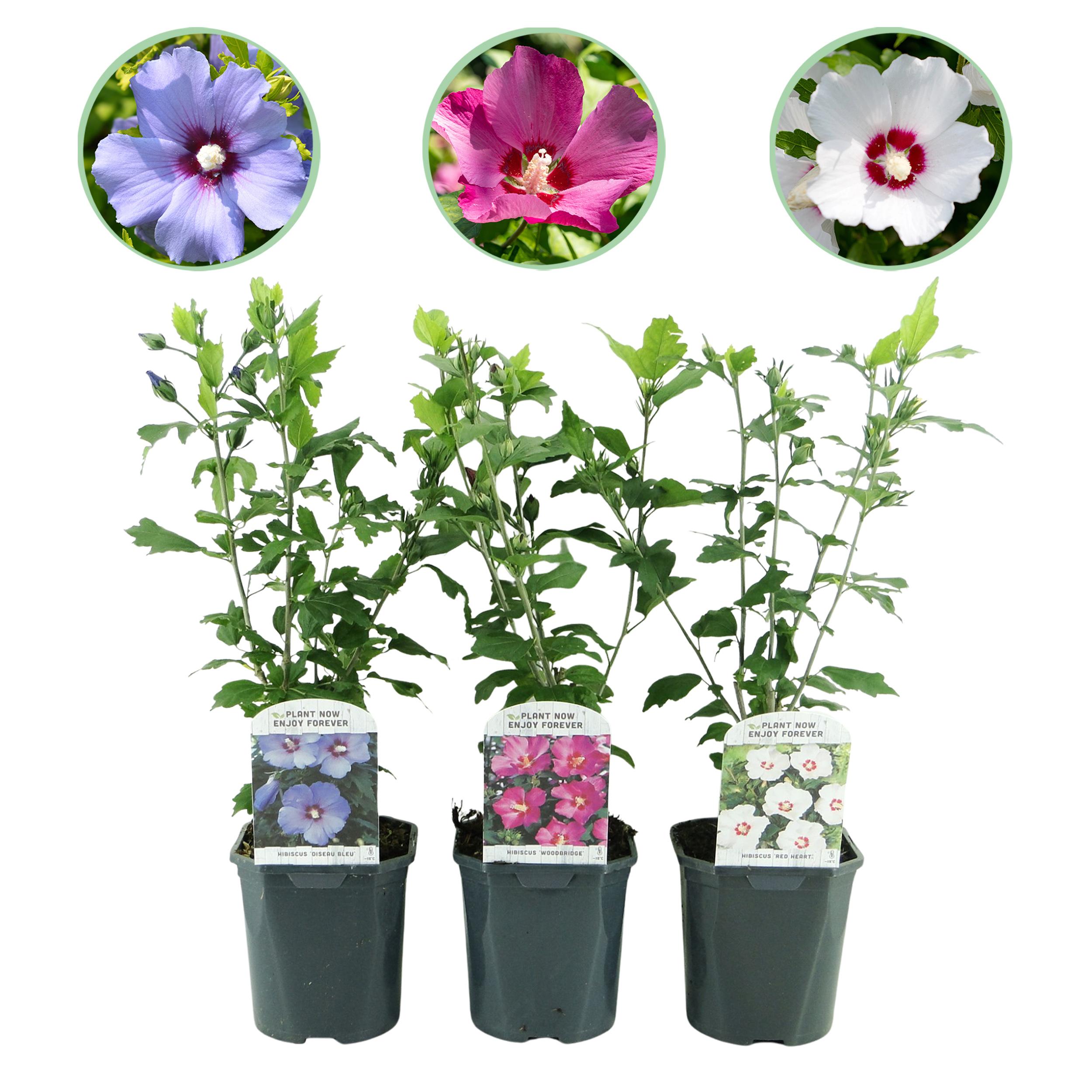 Green boutiQ en pot. Plante verte type Green boutiQ, livrée en pot, idéale pour intérieur lumineux.