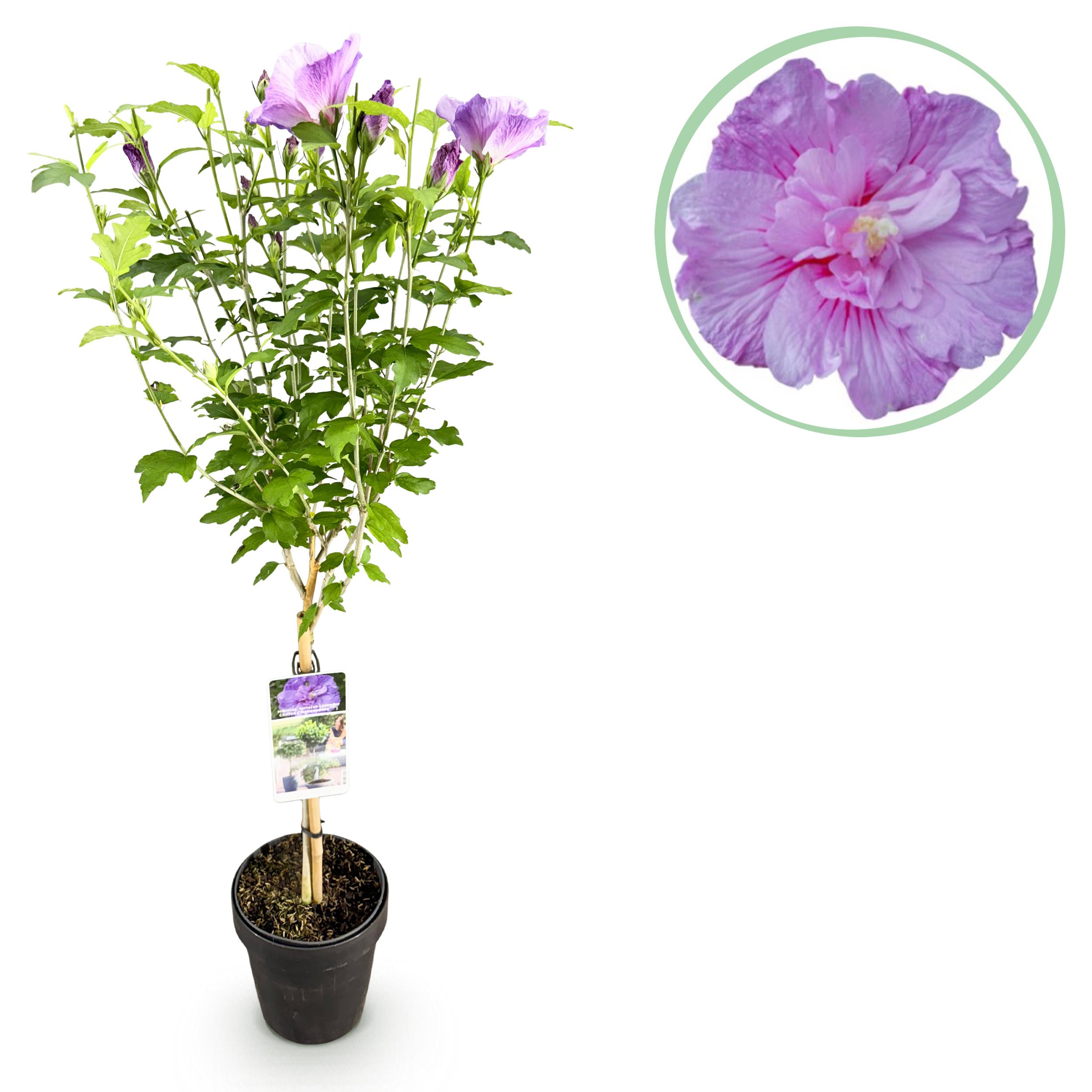 Green boutiQ en pot. Plante verte type Green boutiQ, livrée en pot, idéale pour intérieur lumineux.
