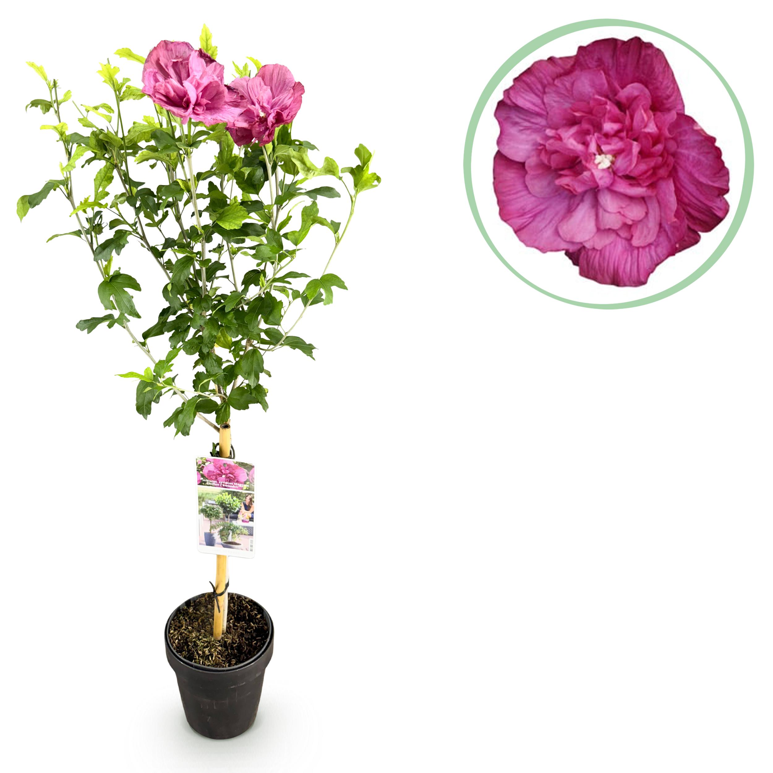 Green boutiQ en pot. Plante verte type Green boutiQ, livrée en pot, idéale pour intérieur lumineux.