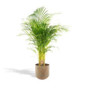Areca palm met pot en pot Ø24cm. Plante verte type Areca palm met pot, livrée en pot, idéale pour intérieur lumineux.