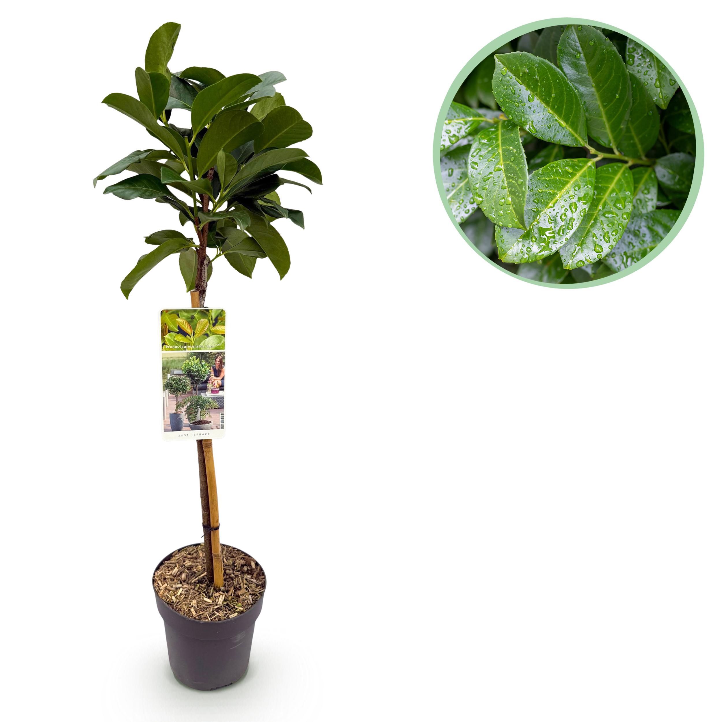 Green boutiQ en pot. Plante verte type Green boutiQ, livrée en pot, idéale pour intérieur lumineux.