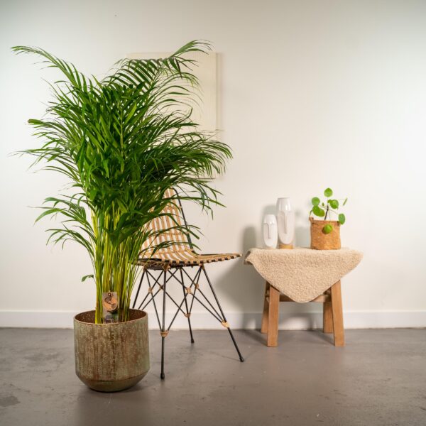 Areca palm met pot en pot Ø24cm. Plante verte type Areca palm met pot, livrée en pot, idéale pour intérieur lumineux. – Image 2