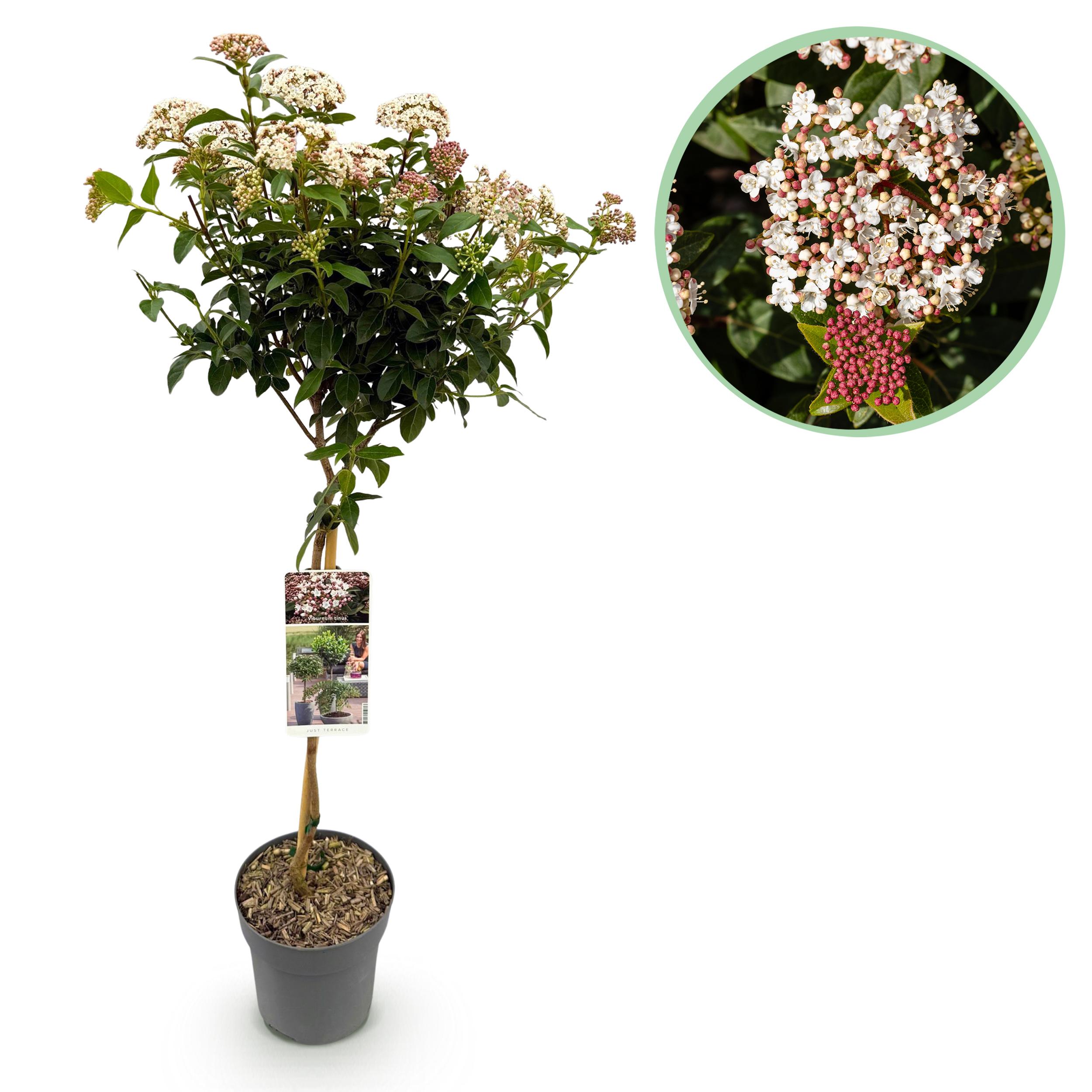 Green boutiQ en pot. Plante verte type Green boutiQ, livrée en pot, idéale pour intérieur lumineux.
