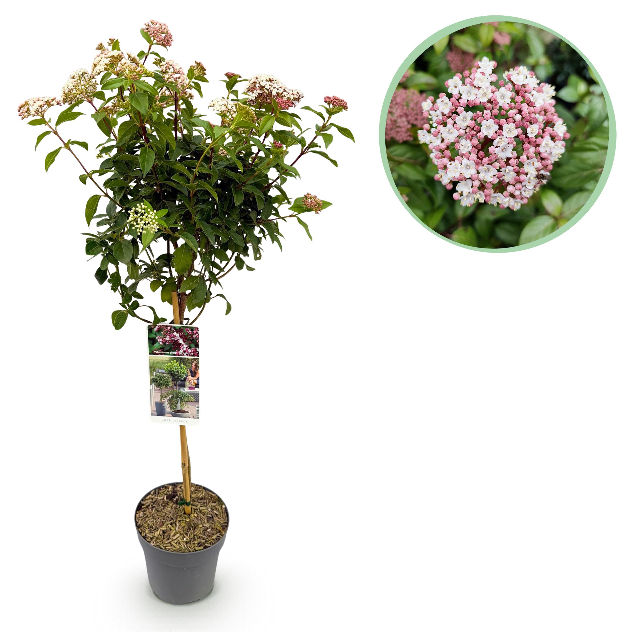 Green boutiQ en pot. Plante verte type Green boutiQ, livrée en pot, idéale pour intérieur lumineux.