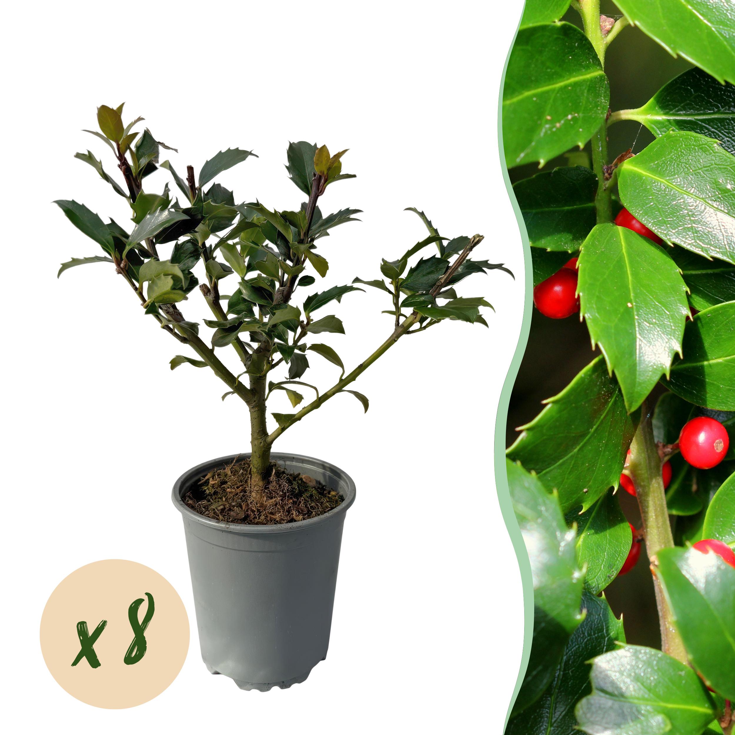 Green boutiQ en pot. Plante verte type Green boutiQ, livrée en pot, idéale pour intérieur lumineux.
