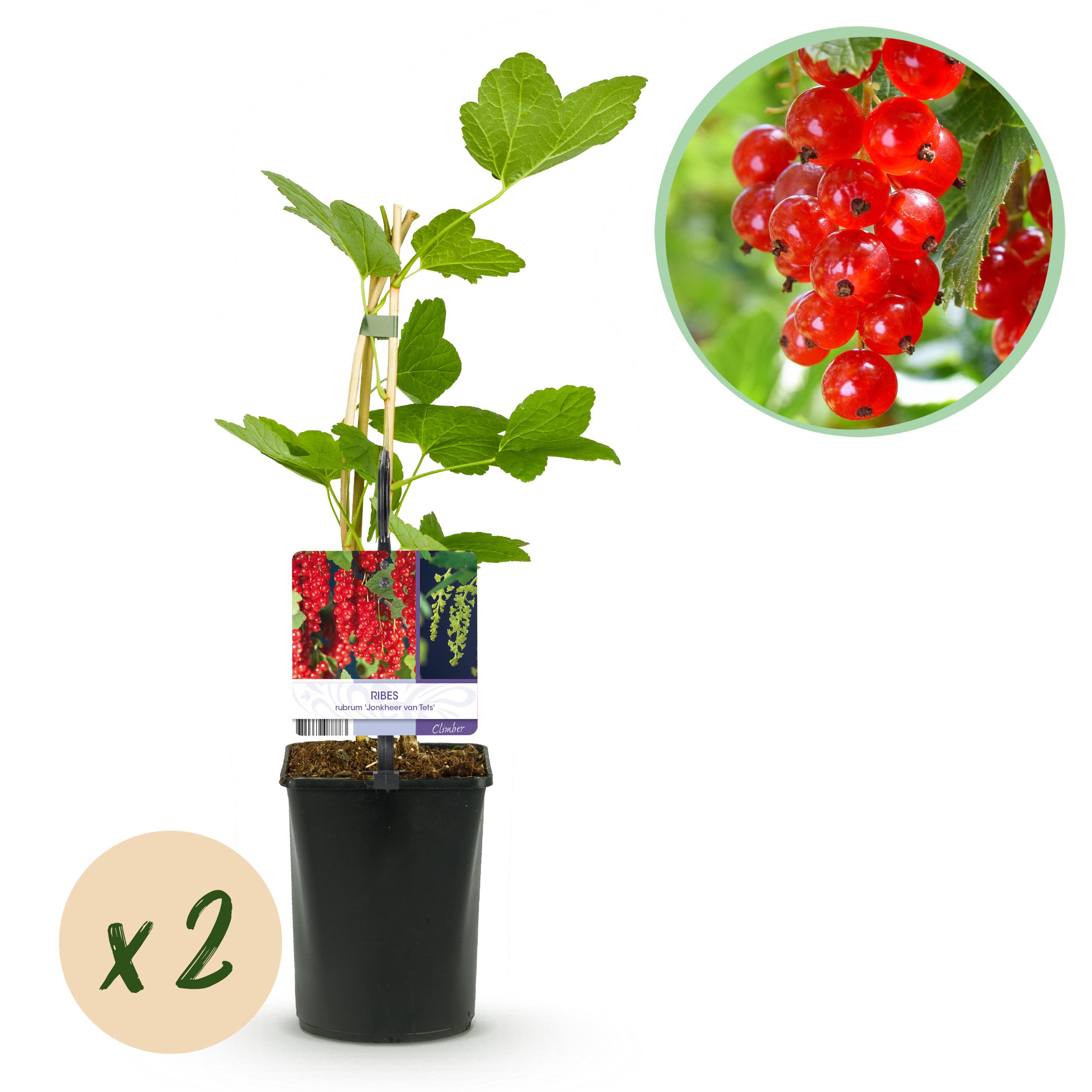 Green boutiQ en pot. Plante verte type Green boutiQ, livrée en pot, idéale pour intérieur lumineux.