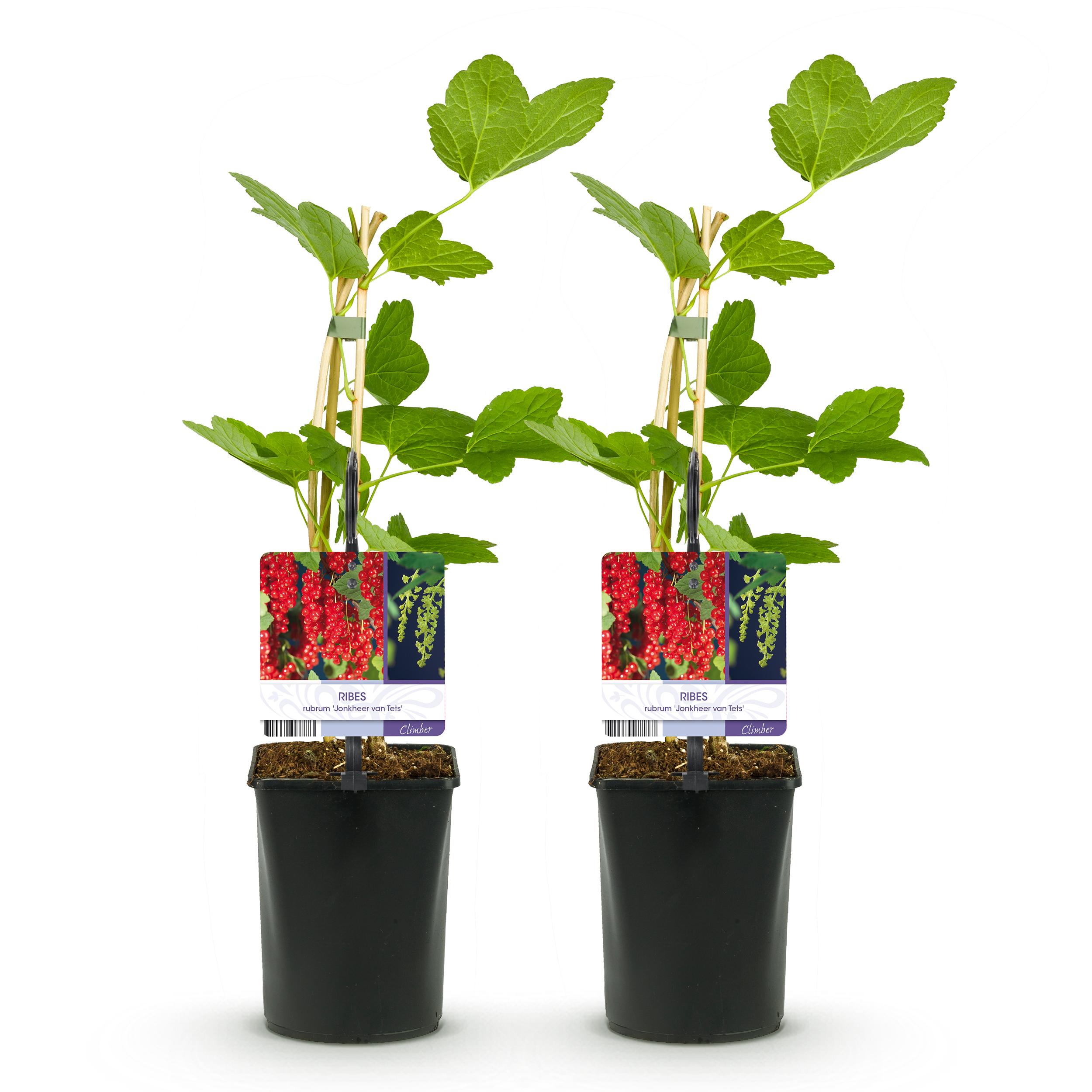 Green boutiQ en pot. Plante verte type Green boutiQ, livrée en pot, idéale pour intérieur lumineux. – Image 2