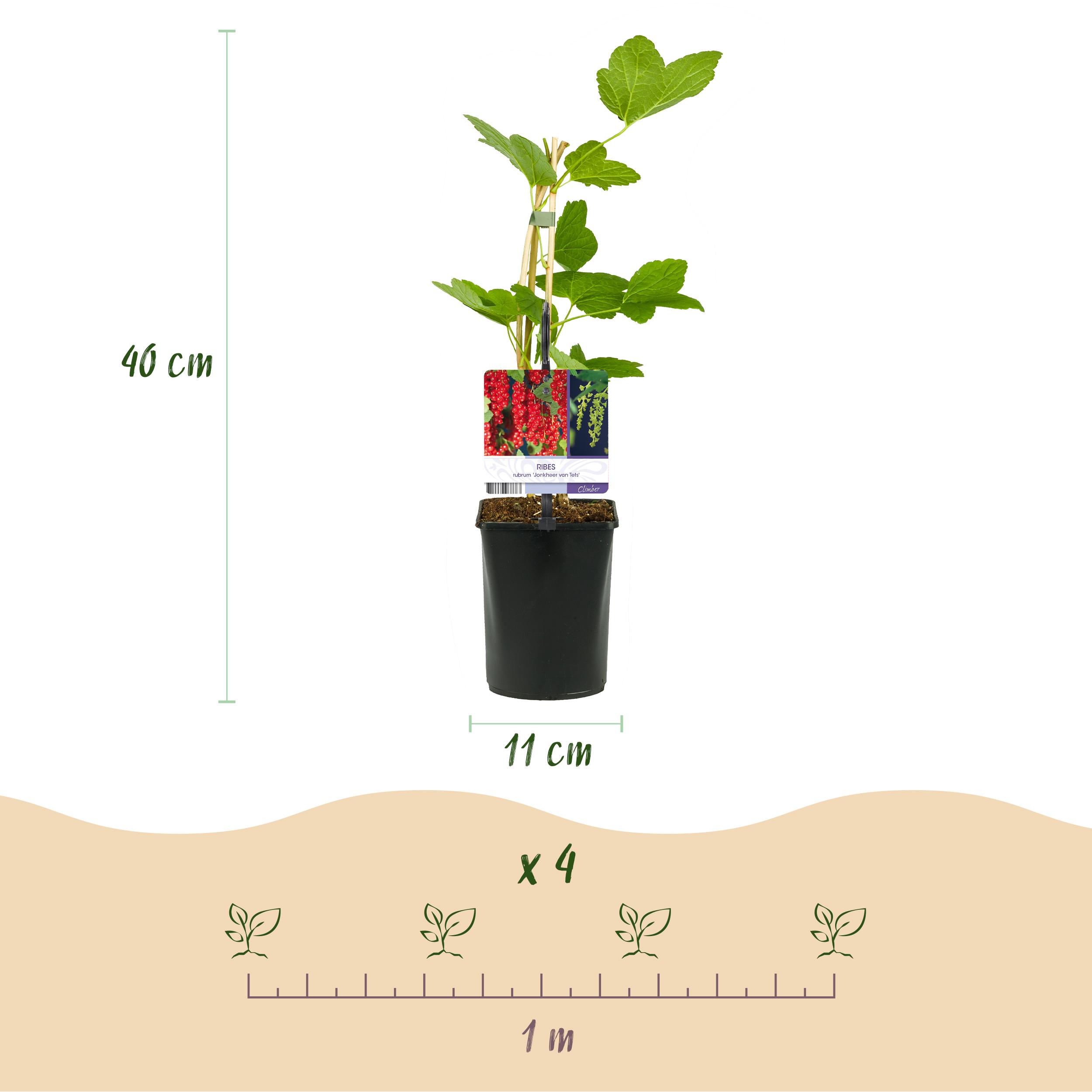 Green boutiQ en pot. Plante verte type Green boutiQ, livrée en pot, idéale pour intérieur lumineux. – Image 3
