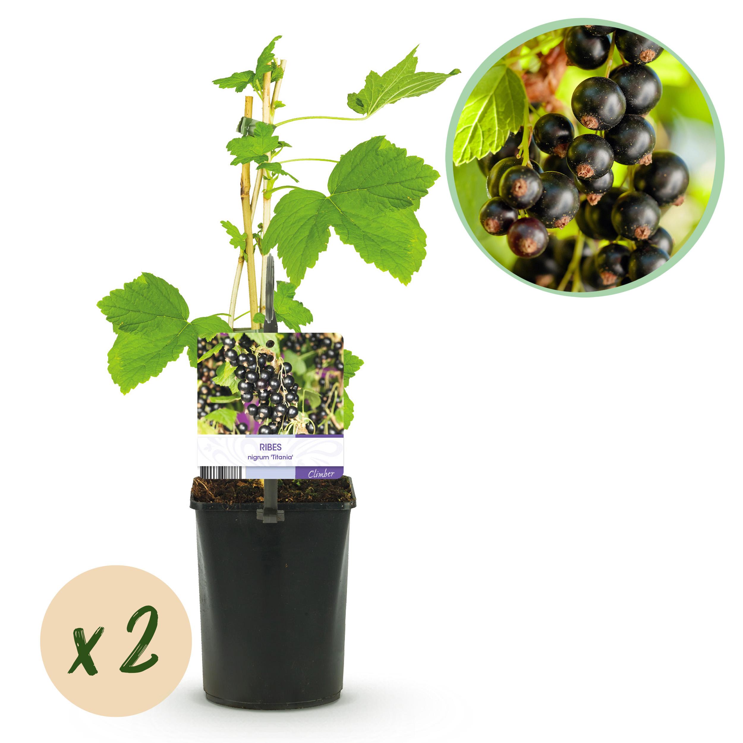 Green boutiQ en pot. Plante verte type Green boutiQ, livrée en pot, idéale pour intérieur lumineux.
