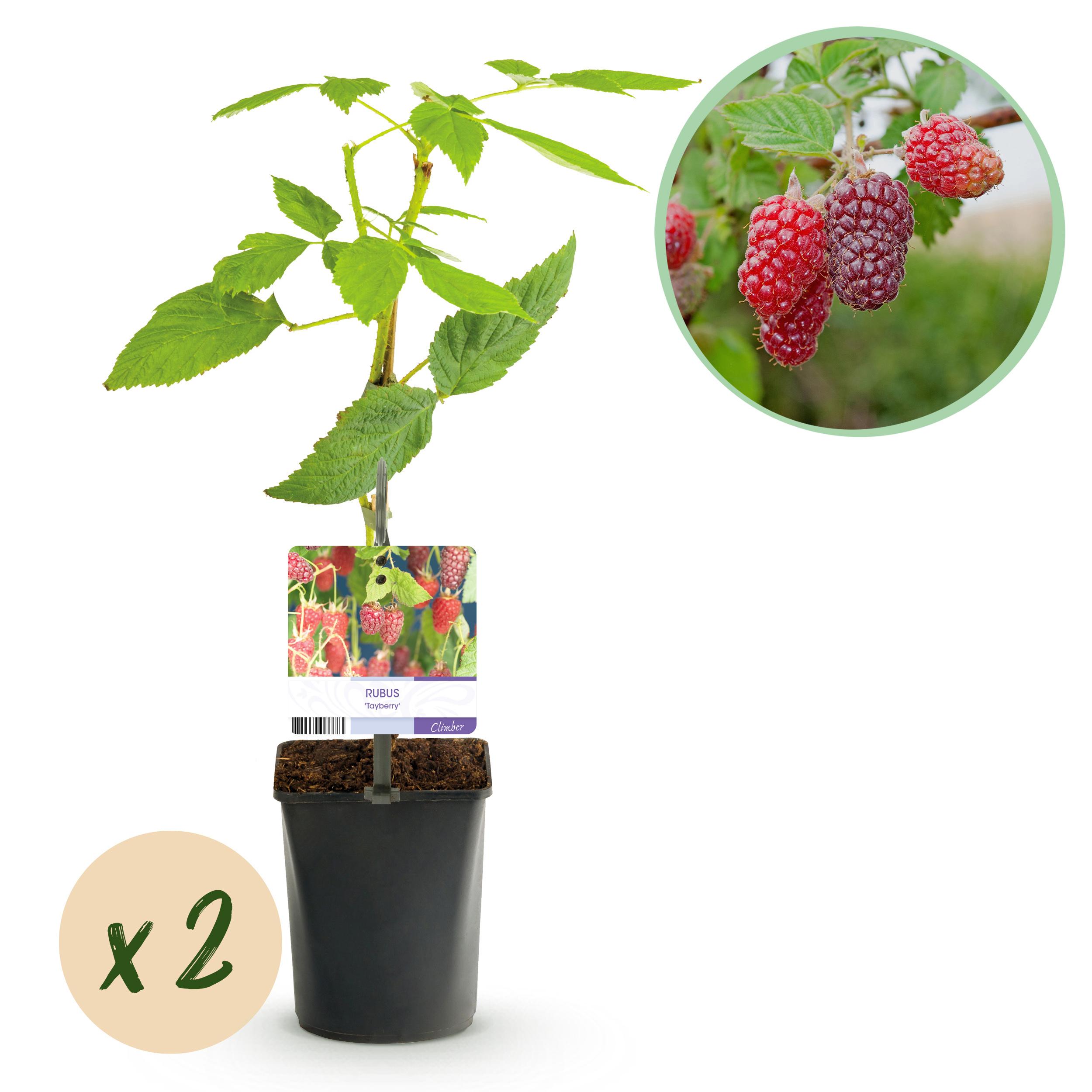 Green boutiQ en pot. Plante verte type Green boutiQ, livrée en pot, idéale pour intérieur lumineux.