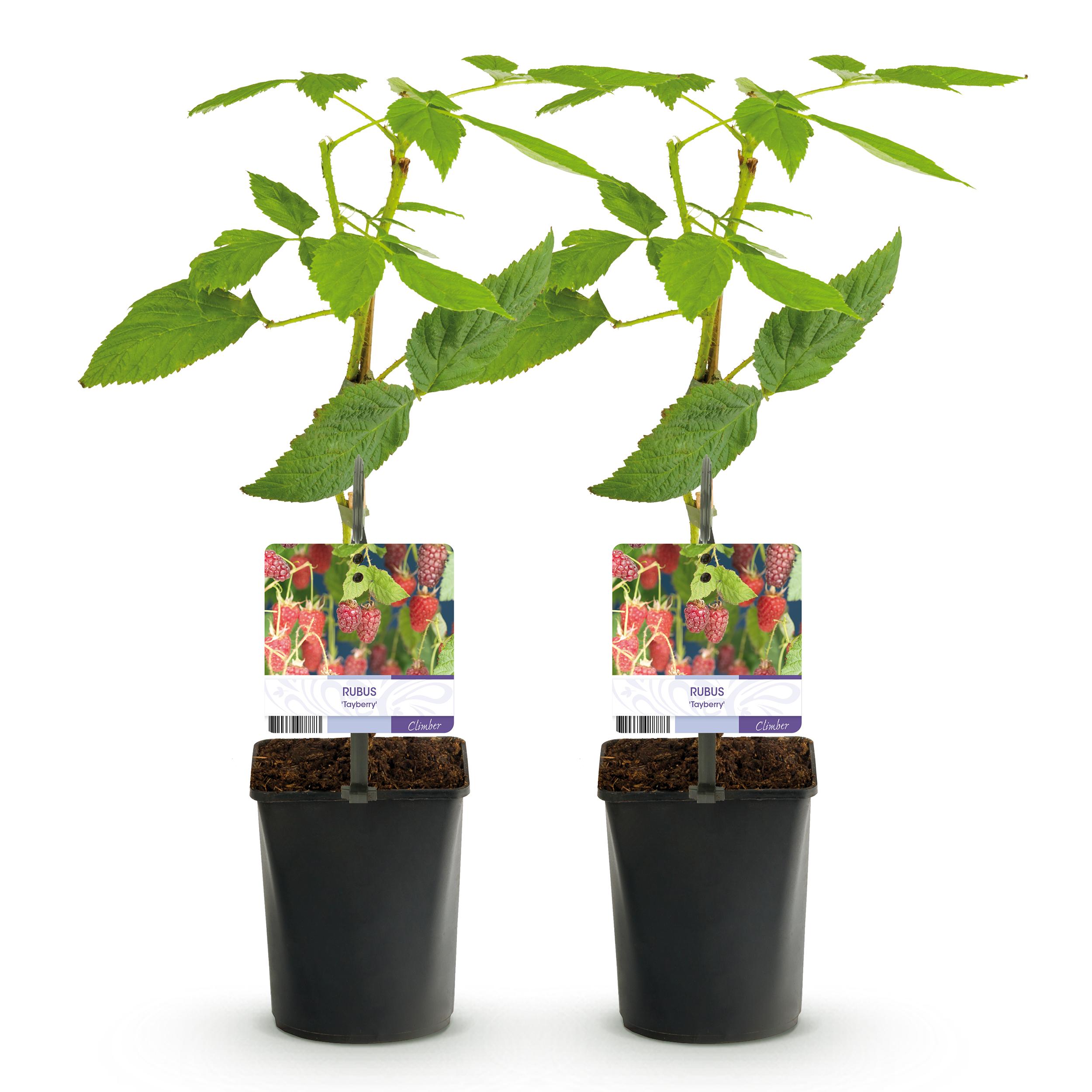 Green boutiQ en pot. Plante verte type Green boutiQ, livrée en pot, idéale pour intérieur lumineux. – Image 2