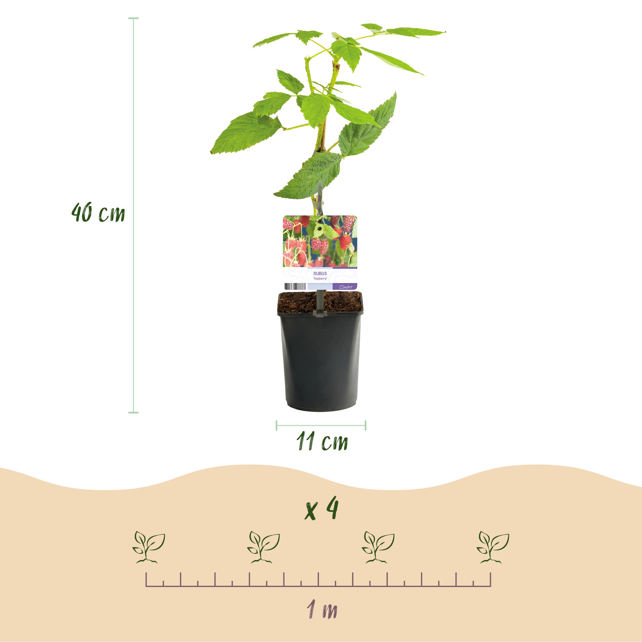 Green boutiQ en pot. Plante verte type Green boutiQ, livrée en pot, idéale pour intérieur lumineux. – Image 3