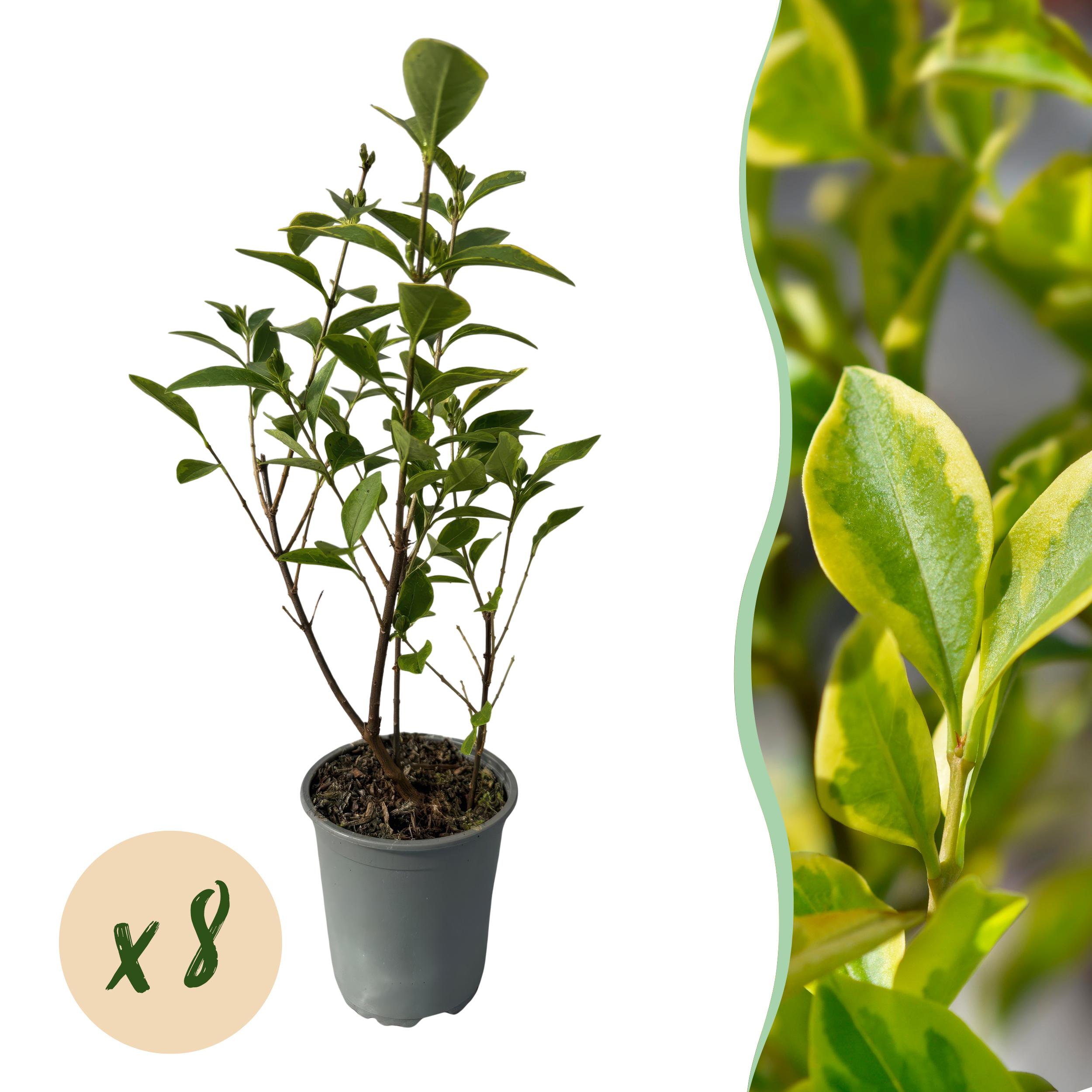Green boutiQ en pot. Plante verte type Green boutiQ, livrée en pot, idéale pour intérieur lumineux.