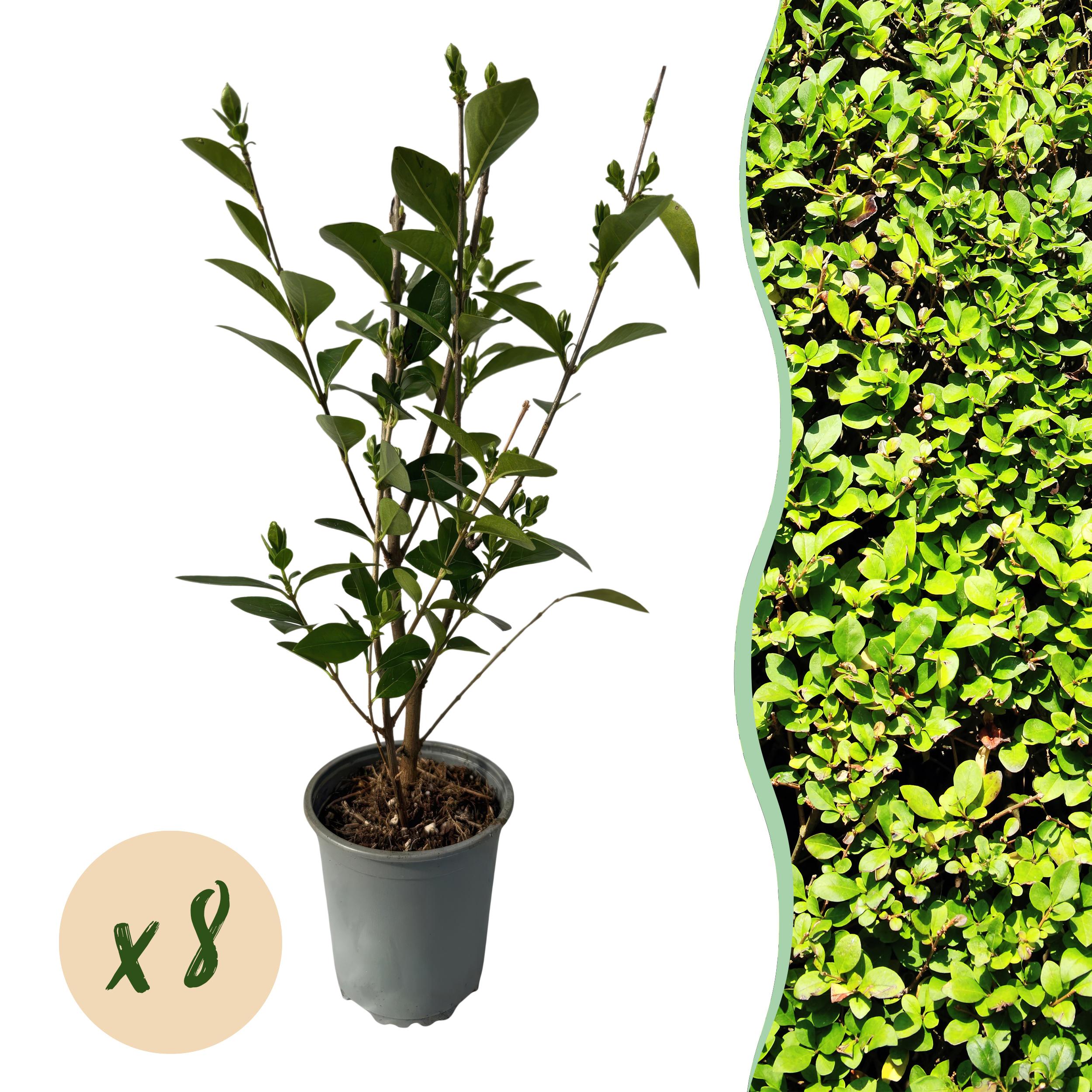 Green boutiQ en pot. Plante verte type Green boutiQ, livrée en pot, idéale pour intérieur lumineux.