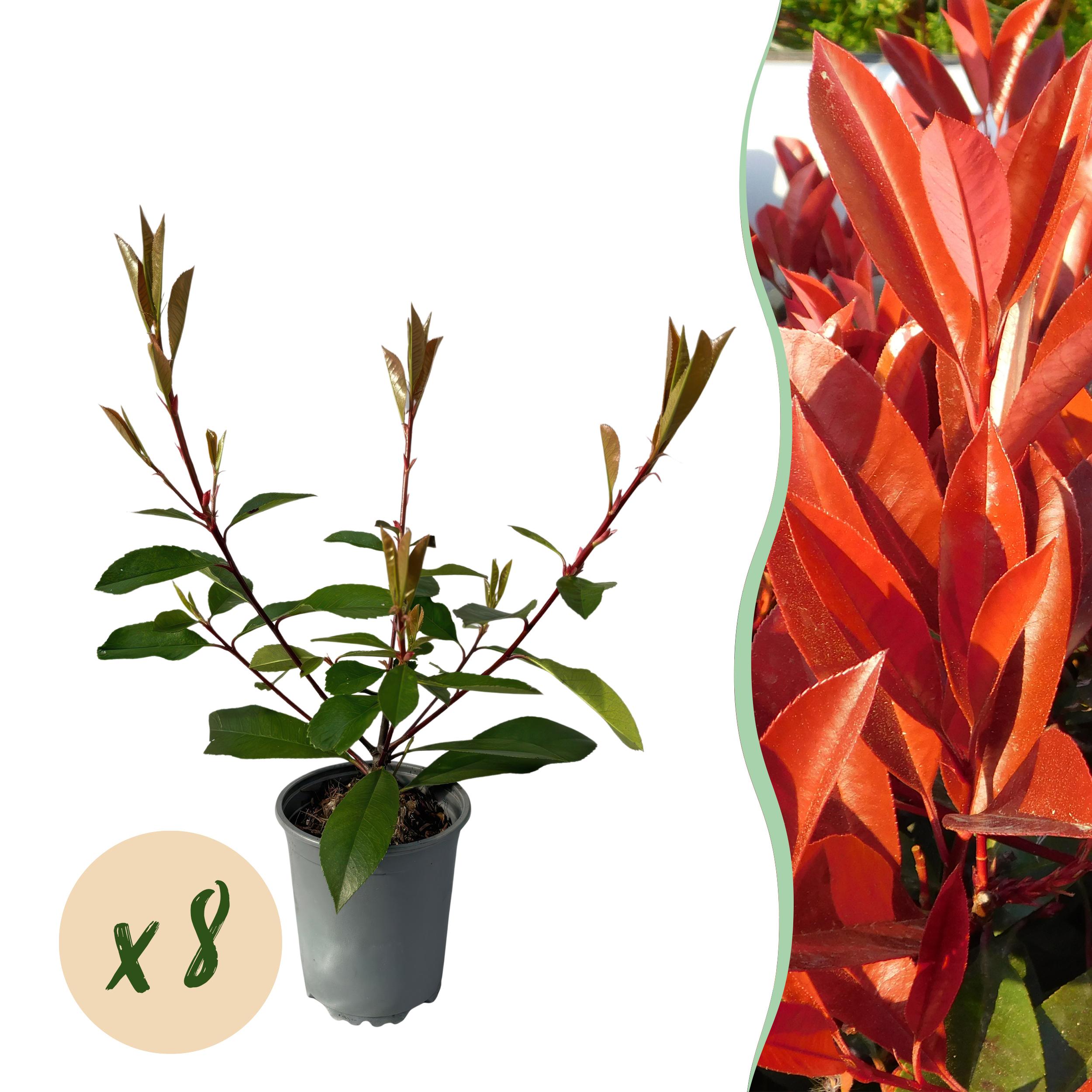 Green boutiQ en pot. Plante verte type Green boutiQ, livrée en pot, idéale pour intérieur lumineux.
