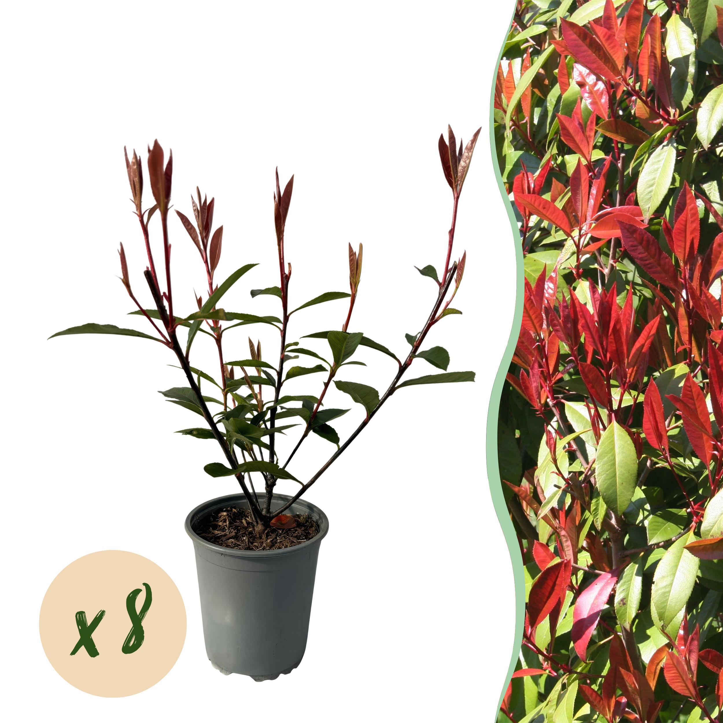 Green boutiQ en pot. Plante verte type Green boutiQ, livrée en pot, idéale pour intérieur lumineux.
