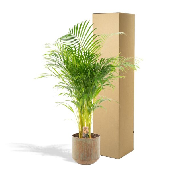 Areca palm met pot en pot Ø24cm. Plante verte type Areca palm met pot, livrée en pot, idéale pour intérieur lumineux. – Image 4