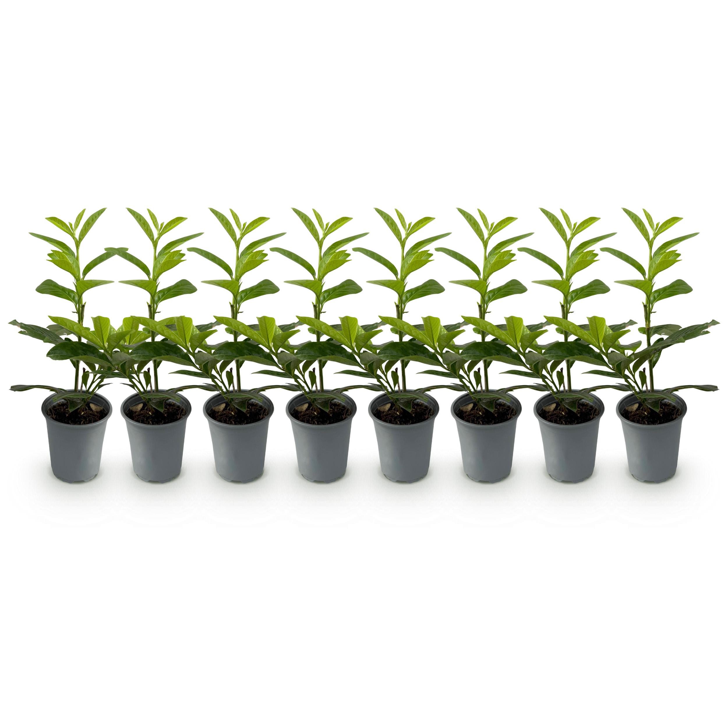 Green boutiQ en pot. Plante verte type Green boutiQ, livrée en pot, idéale pour intérieur lumineux. – Image 2