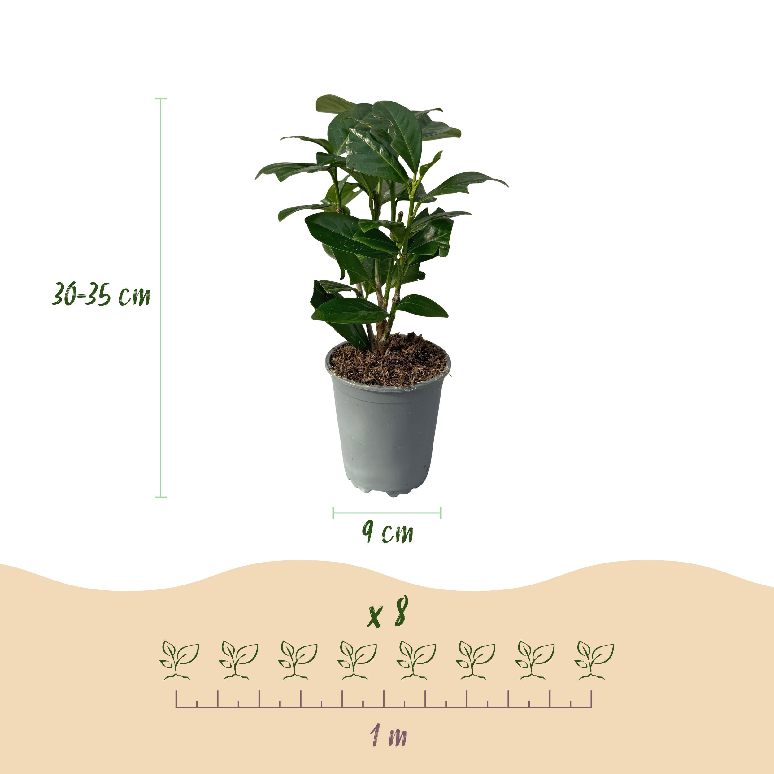 Green boutiQ en pot. Plante verte type Green boutiQ, livrée en pot, idéale pour intérieur lumineux. – Image 3