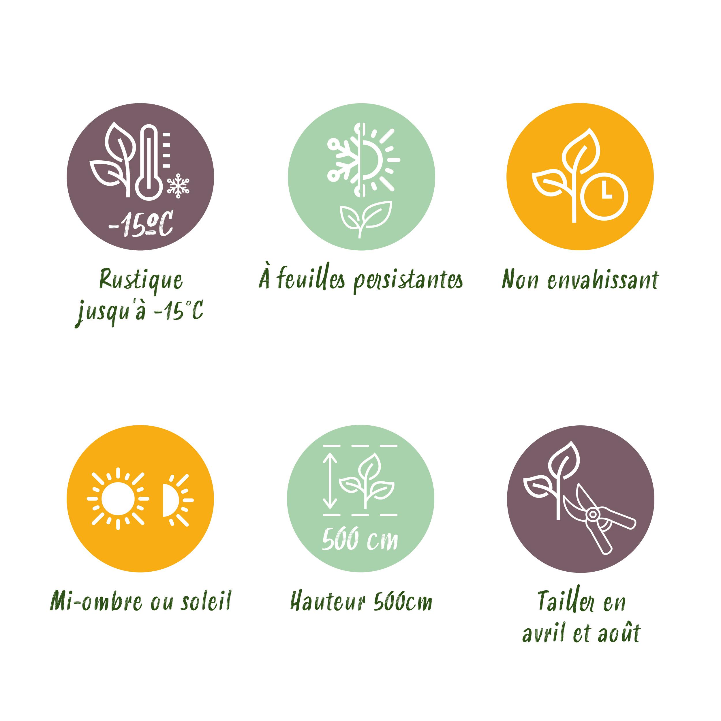 Green boutiQ en pot. Plante verte type Green boutiQ, livrée en pot, idéale pour intérieur lumineux. – Image 8